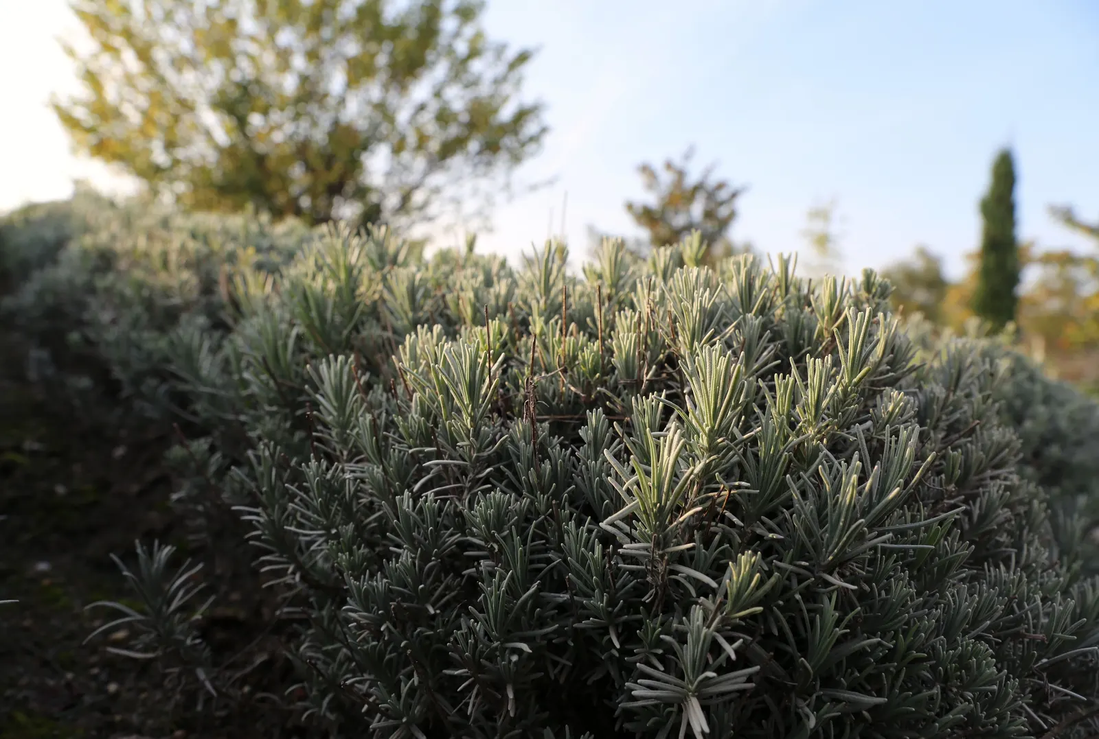 Blue Cushion English Lavender (Lavandula Angustifolia 'Blue Cushion') — This cultivar boasts fragrant