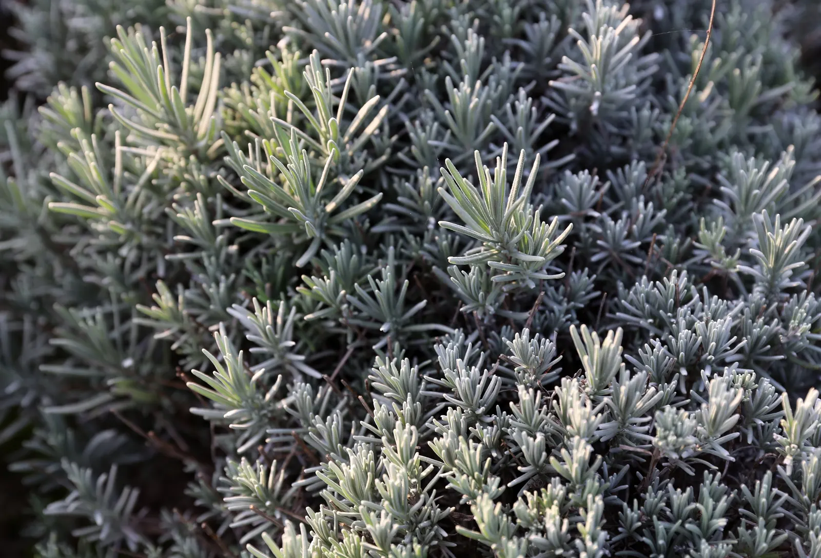 Blue Cushion English Lavender (Lavandula Angustifolia 'Blue Cushion') — reaching 12-16 inches tall and wide
