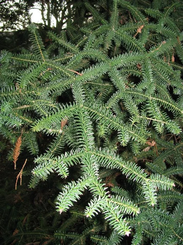 Spanish Fir (Abies Pinsapo) — It thrives in USDA Zones 7-9, preferring full sun to partial shade and well-drained soil; scientifically known as Abies pinsapo