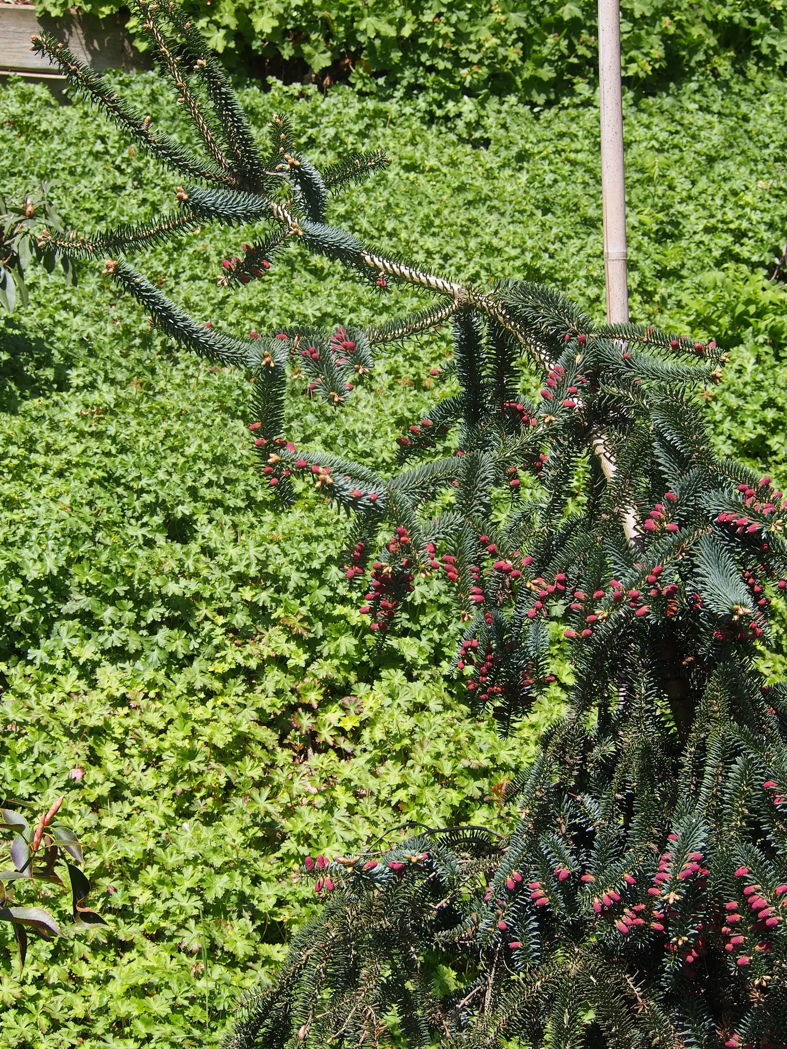 Spanish Fir (Abies Pinsapo) — it is important to ensure the tree has sufficient moisture; abies pinsapo requires well-drained soils and is relatively