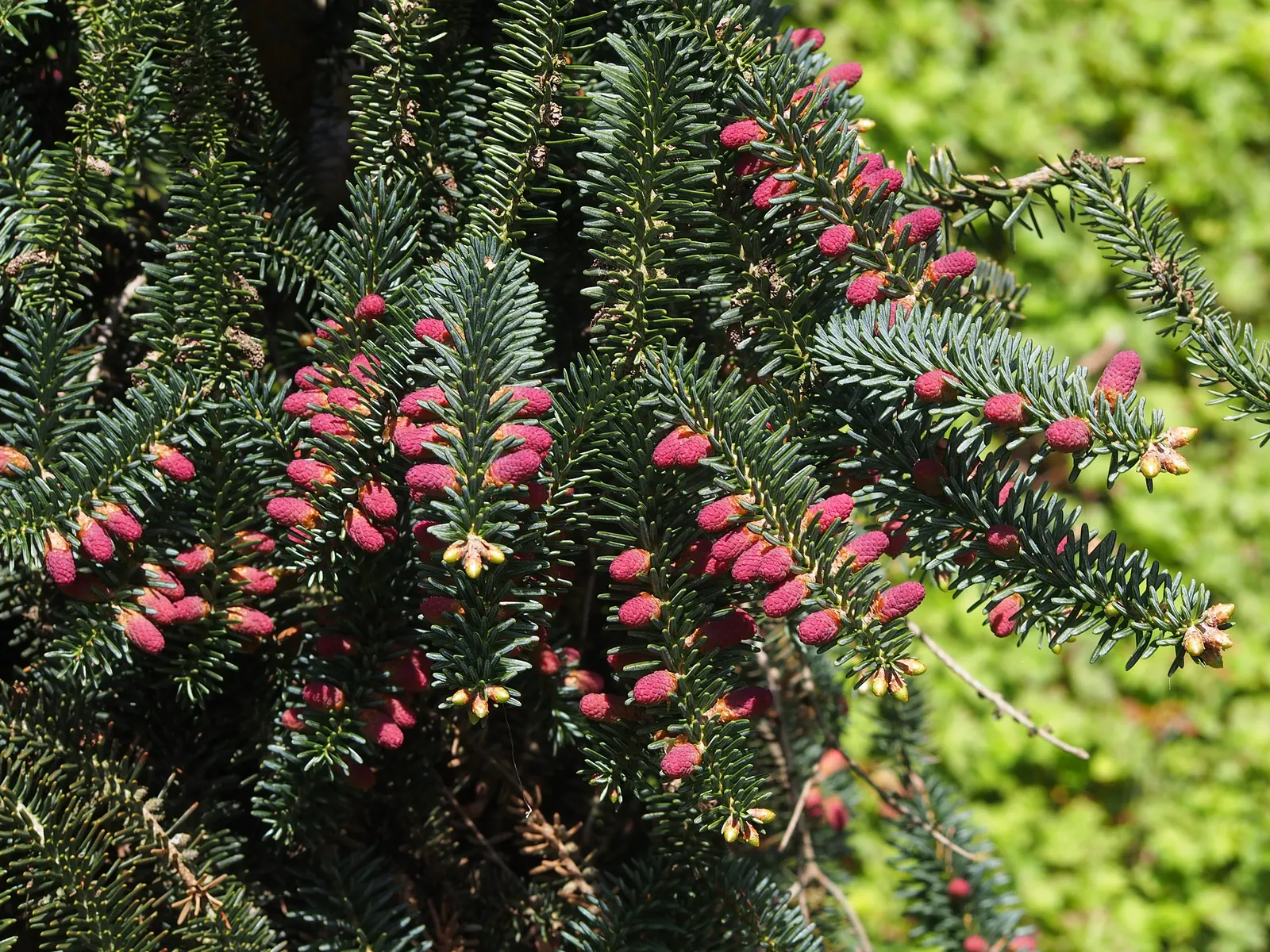 Spanish Fir (Abies Pinsapo) — Mature specimens can reach up to 60-70 feet in height and spread approximately 20-30 feet; additionally, it contributes to the