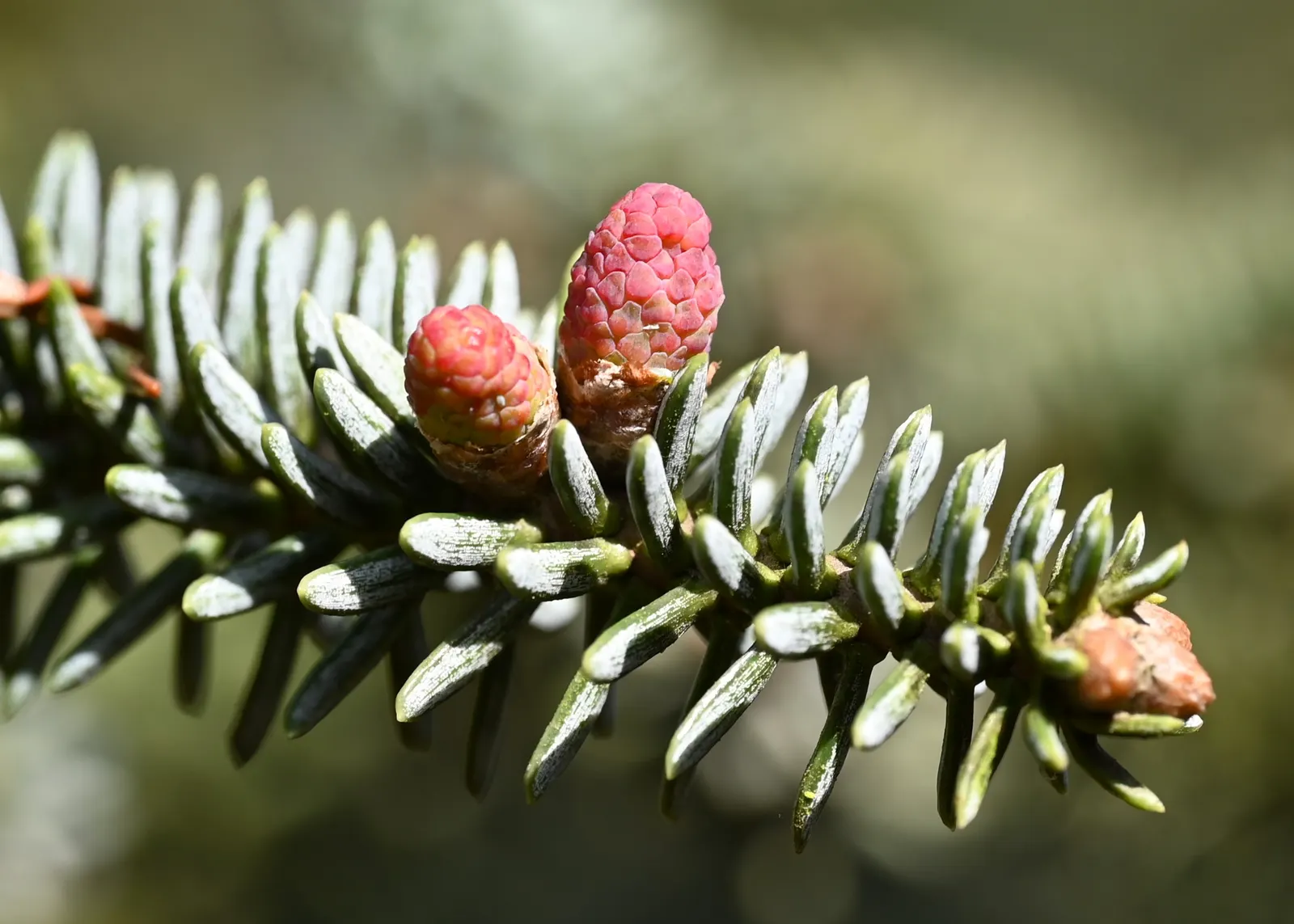 Spanish Fir (Abies Pinsapo) — radially arranged around the branches