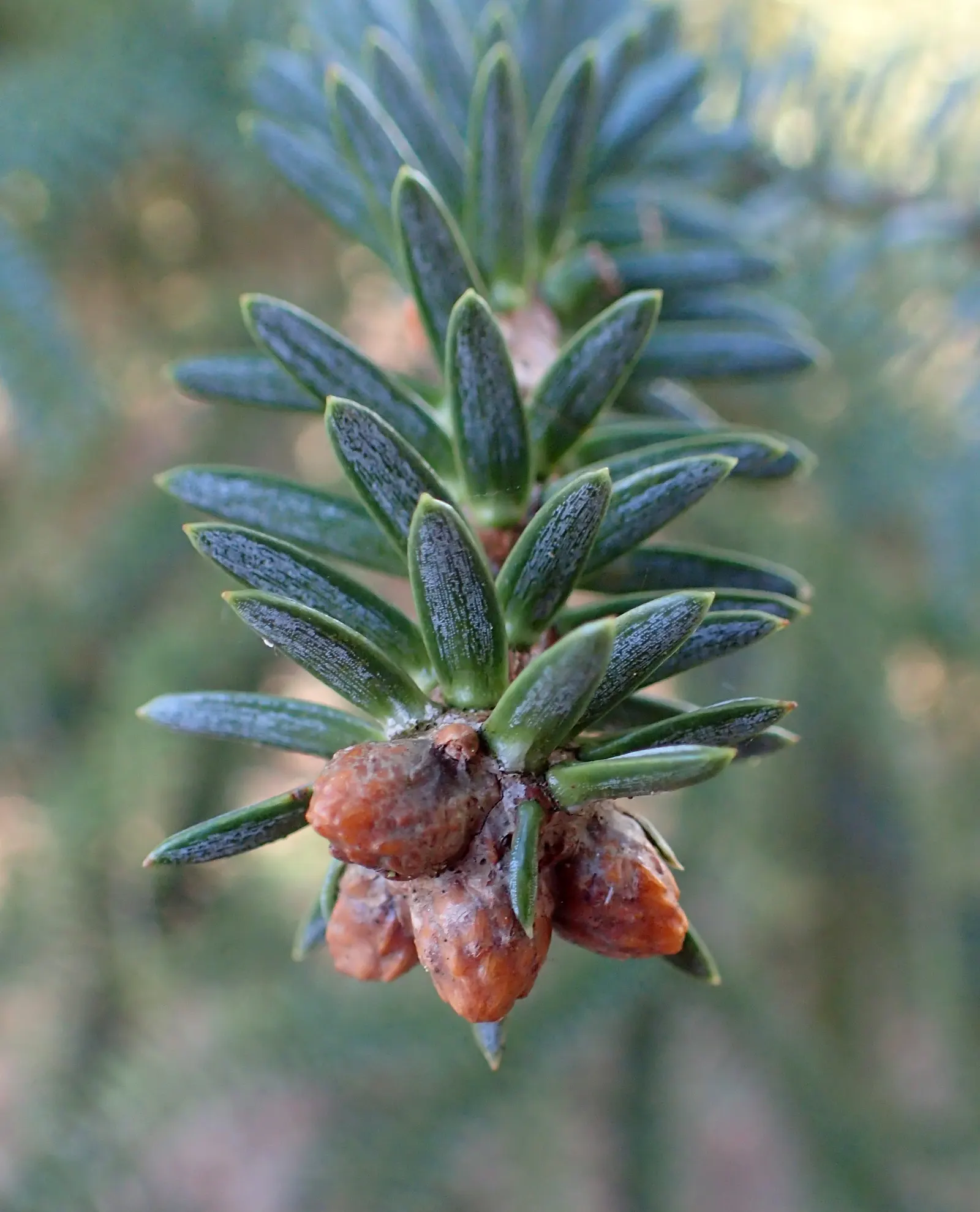 Spanish Fir (Abies Pinsapo) — especially in dry conditions