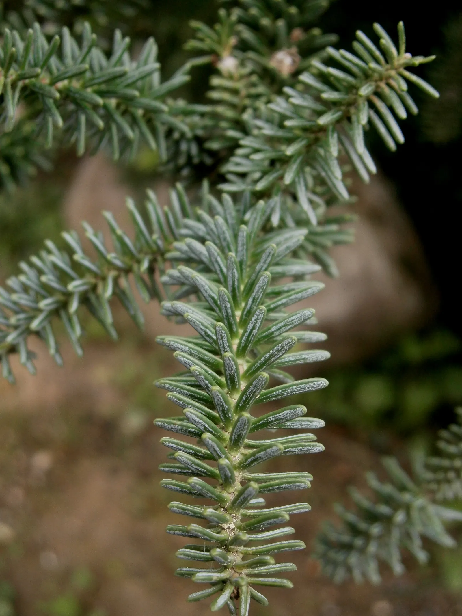 Spanish Fir (Abies Pinsapo) — is a striking conifer valued for its unique; it thrives in USDA Zones 7-9, preferring full sun to partial shade and well-drained