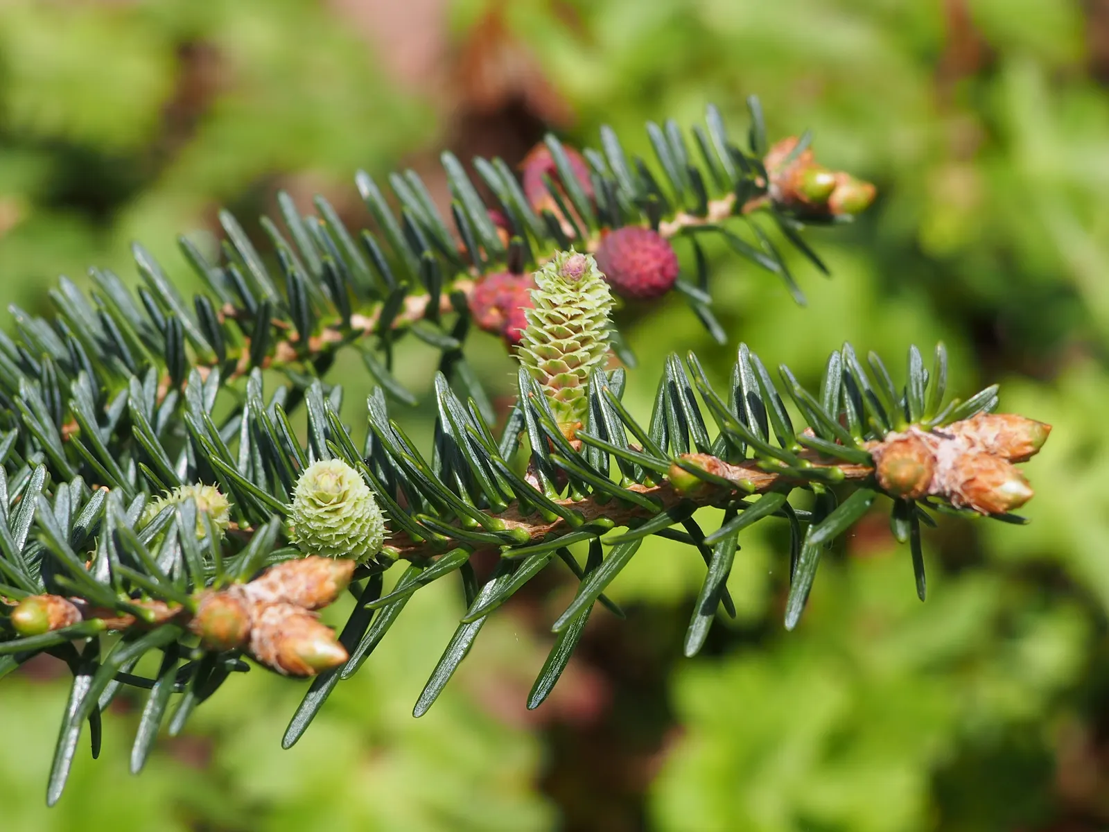Spanish Fir (Abies Pinsapo) — Abies pinsapo requires well-drained soils and is relatively low-maintenance once established; conifer / tree for full or half