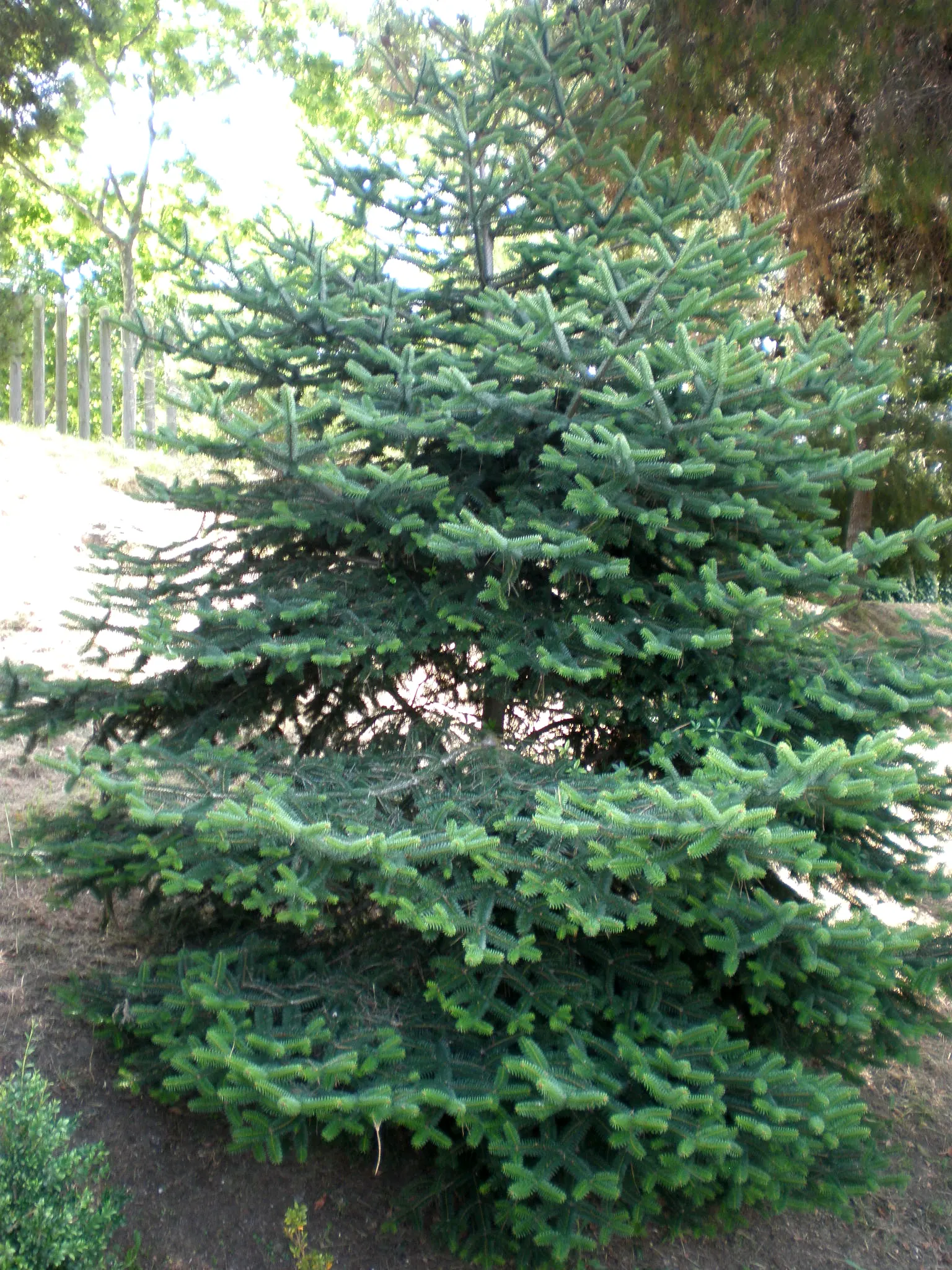 Spanish Fir (Abies Pinsapo) — symmetrical shape and stiff