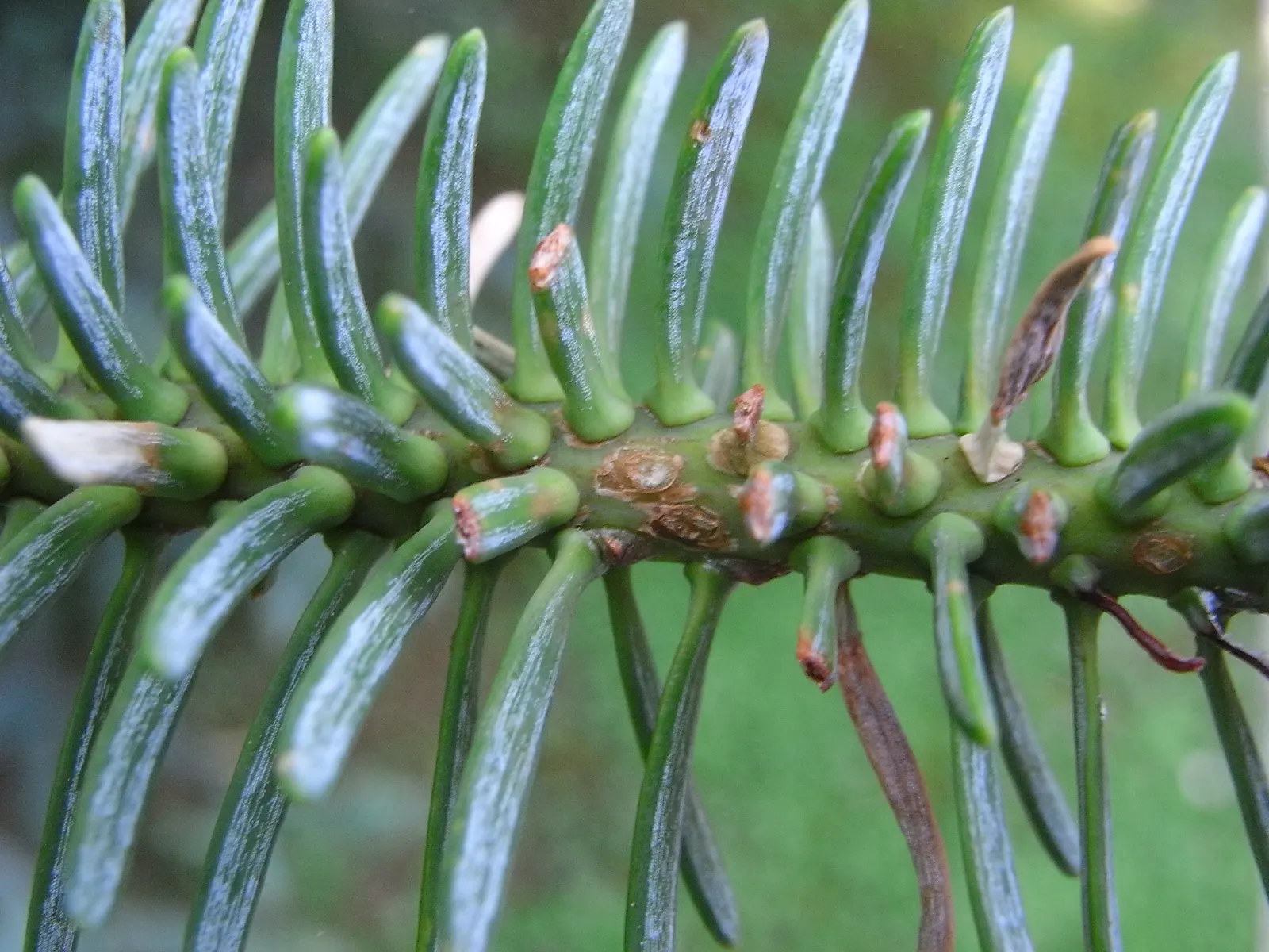 Spanish Fir (Abies Pinsapo) — While it tolerates full sun