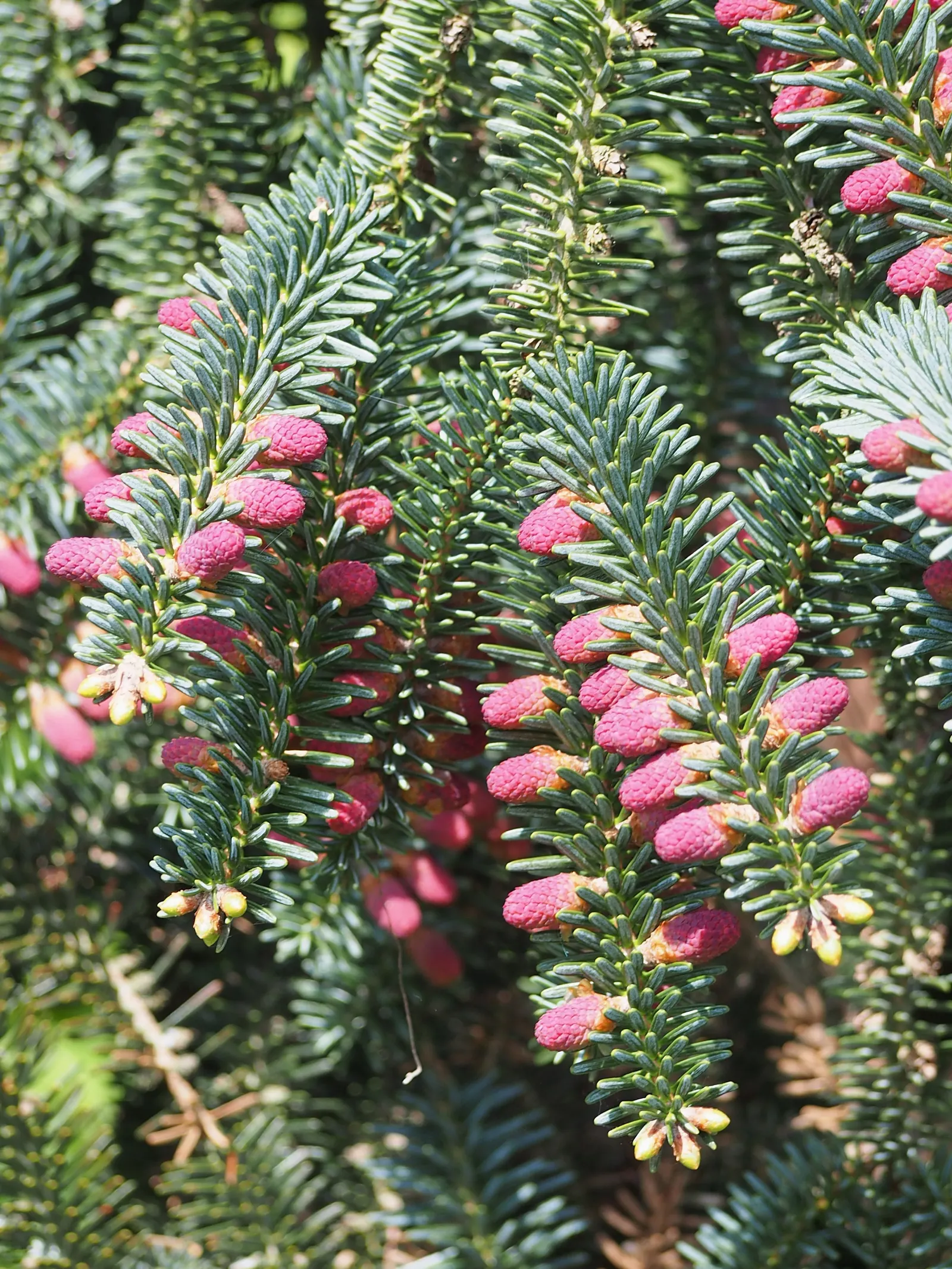 Spanish Fir (Abies Pinsapo) — Additionally, it contributes to the biodiversity of the landscape by providing habitat for local wildlife; this evergreen