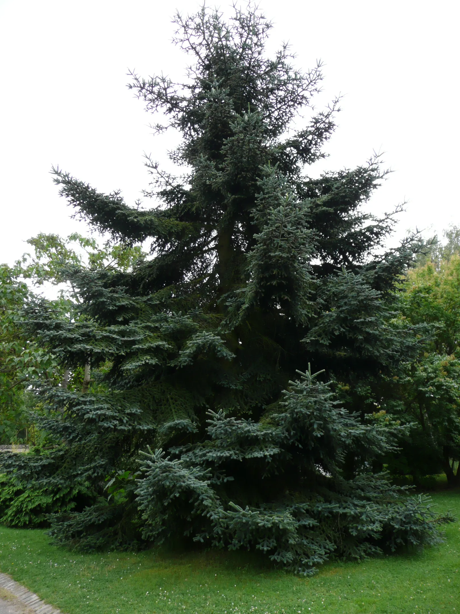 Spanish Fir (Abies Pinsapo) — this evergreen exhibits a remarkable pyramidal to conical growth habit; mature specimens can reach up to 60-70 feet in height and