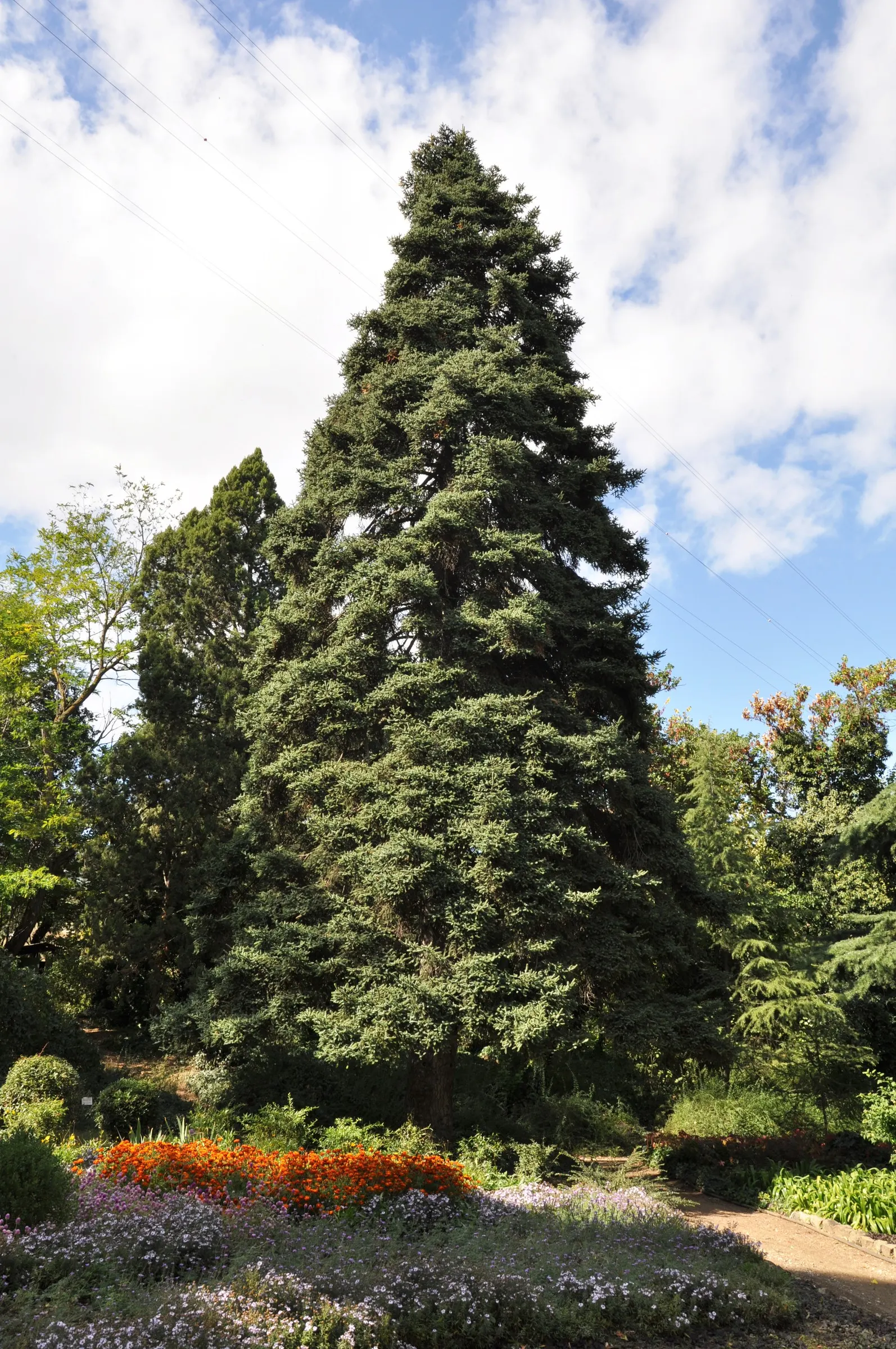 Spanish Fir (Abies Pinsapo) — scientifically known as Abies pinsapo