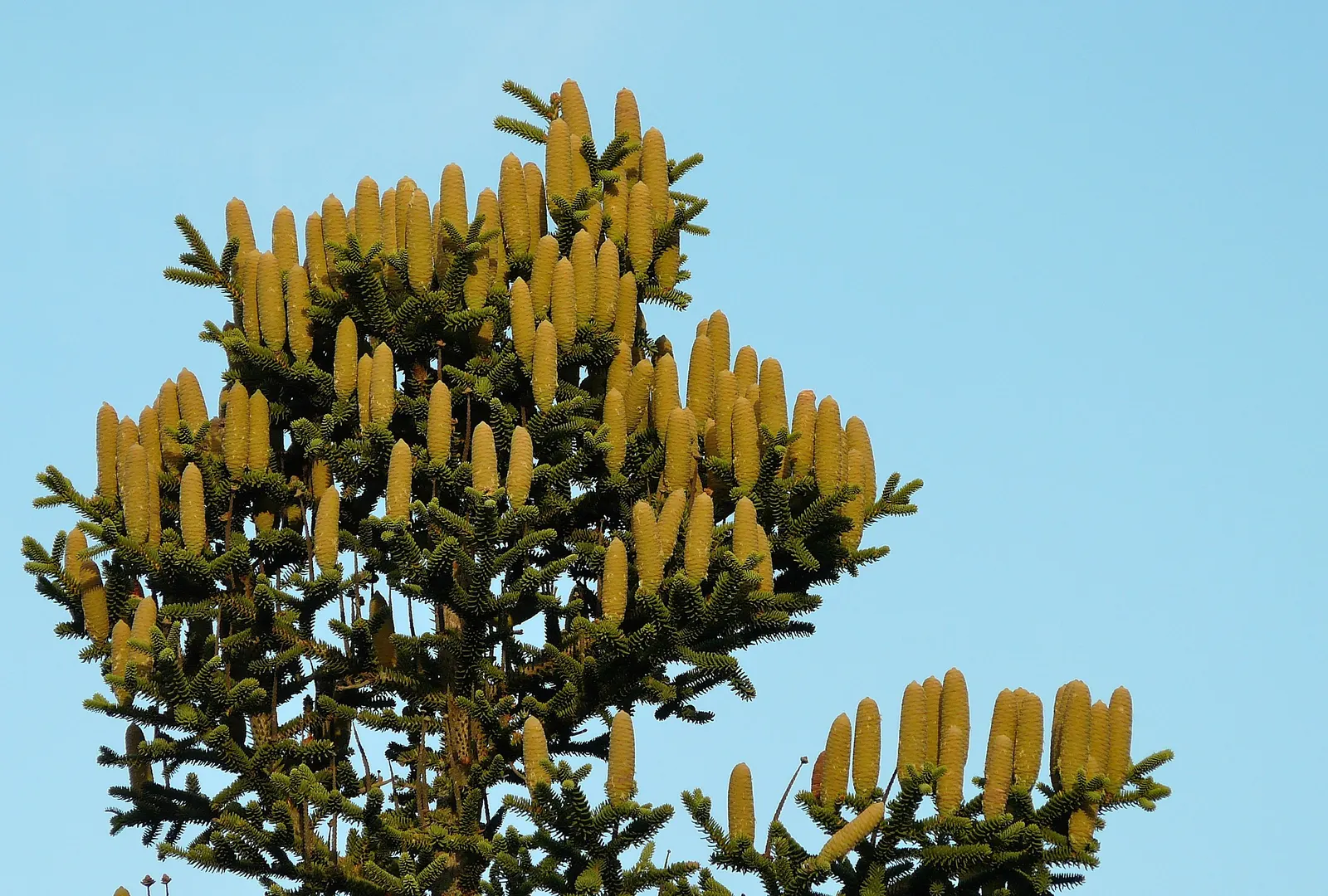 Spanish Fir (Abies Pinsapo) — is a majestic conifer that is renowned for its distinctive and ornamental appearance; originating from the mountains of Southern