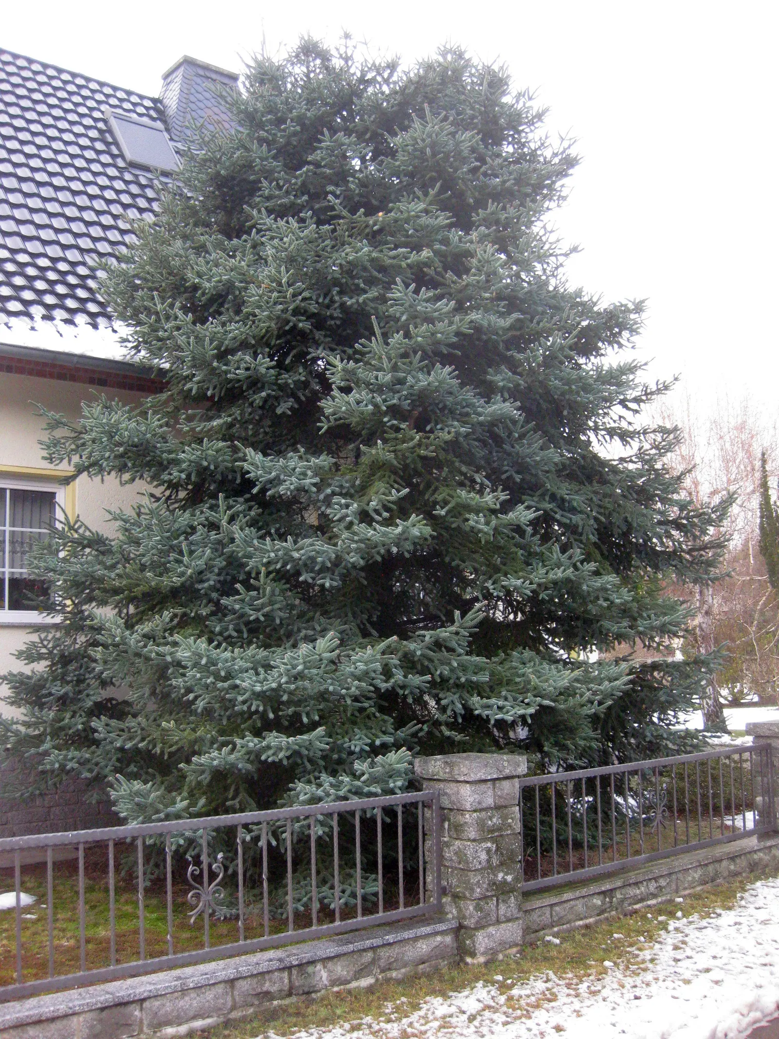 Spanish Fir (Abies Pinsapo) — Mature specimens can reach up to 60-70 feet in height and spread approximately 20-30 feet