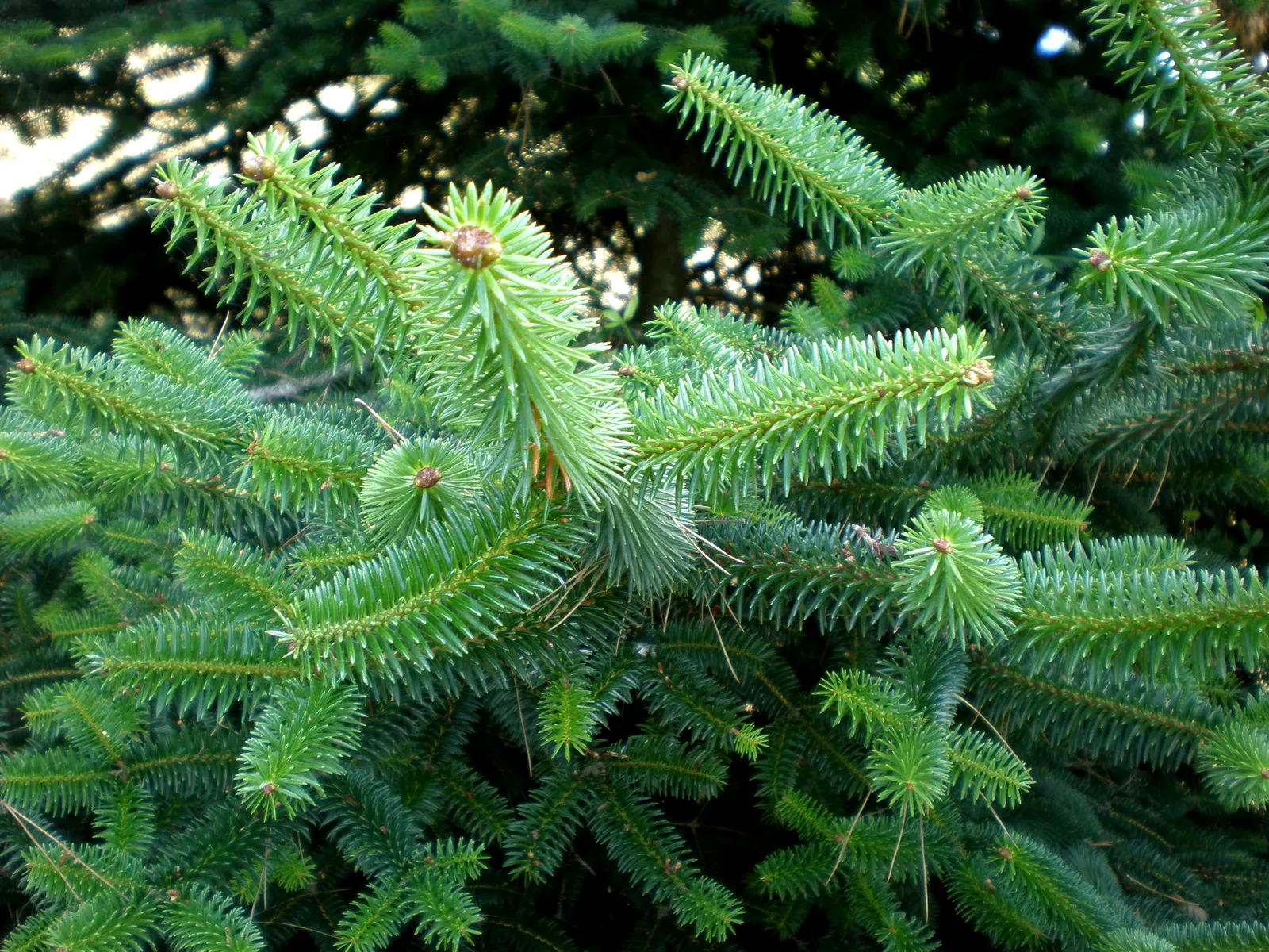 Spanish Fir (Abies Pinsapo) — symmetrical shape and stiff; richly-colored needles that persist throughout the year