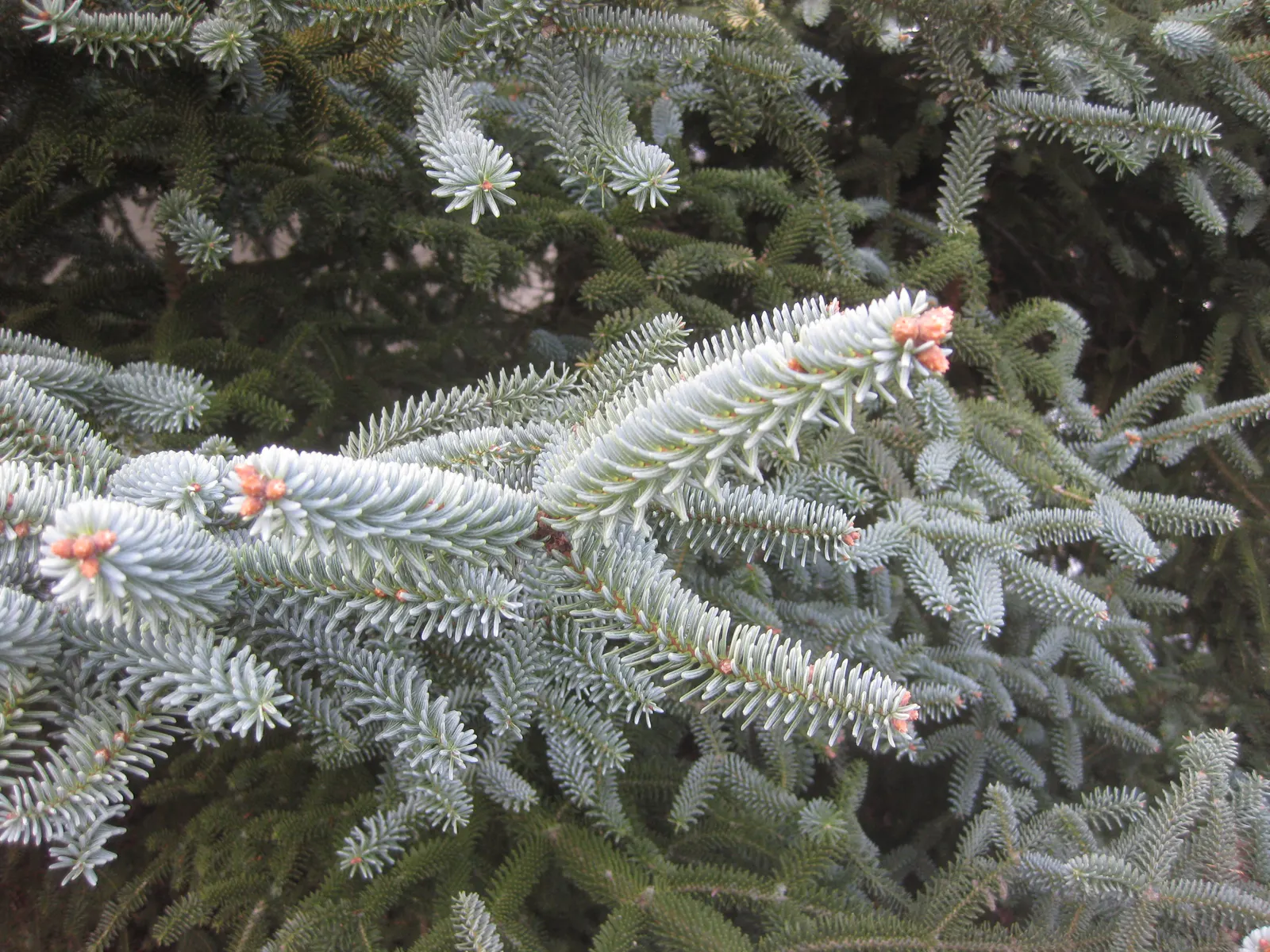 Spanish Fir (Abies Pinsapo) — this evergreen exhibits a remarkable pyramidal to conical growth habit; mature specimens can reach up to 60-70 feet, image 47