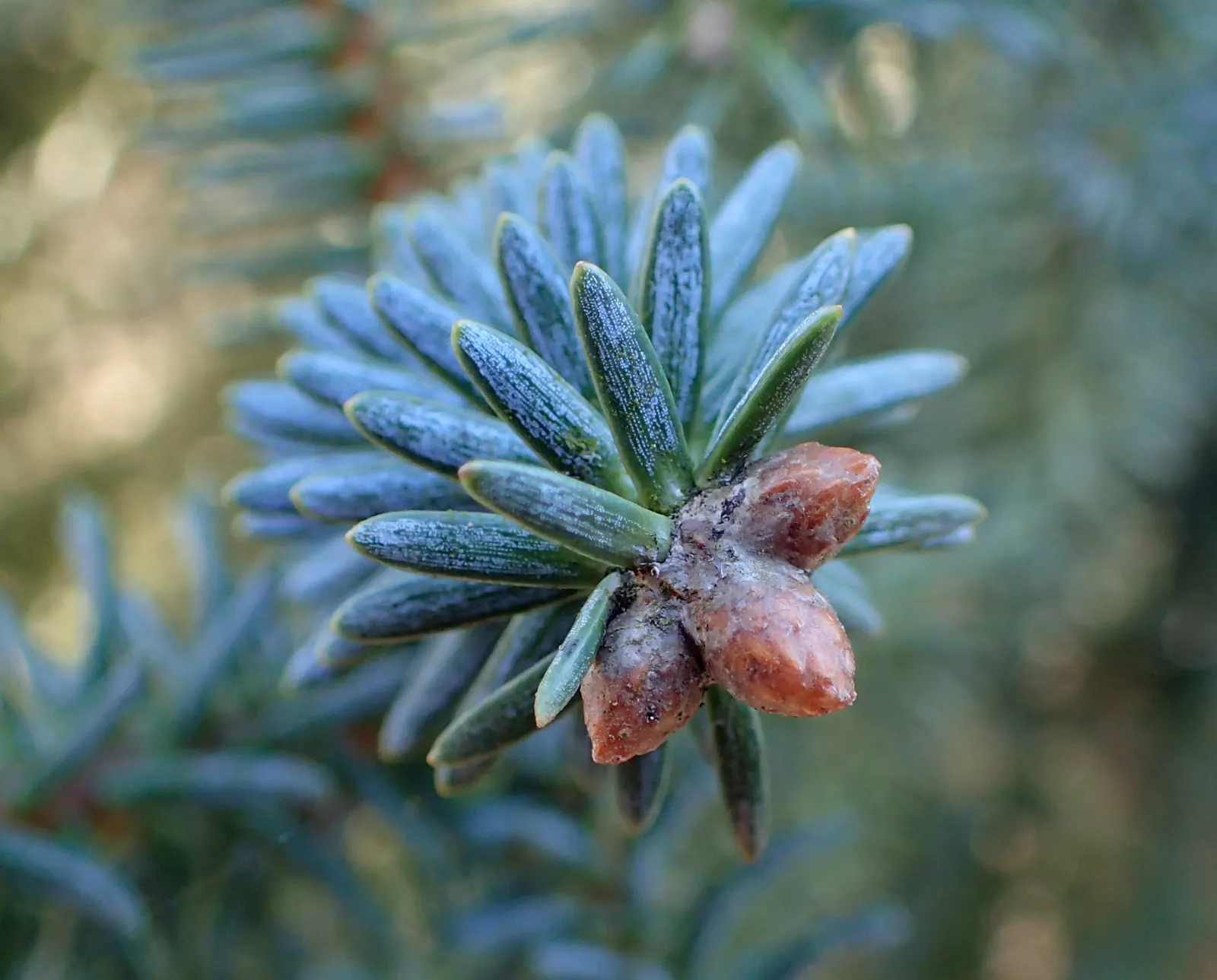 Spanish Fir (Abies Pinsapo) — symmetrical shape and stiff; richly-colored needles that persist throughout the year, image 40