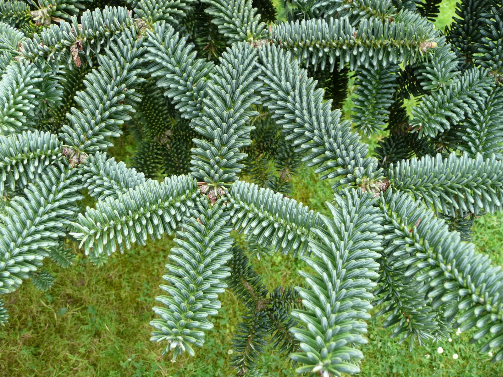 Spanish Fir (Abies Pinsapo) — radially arranged around the branches; measuring about 0.5 to 1 inch long