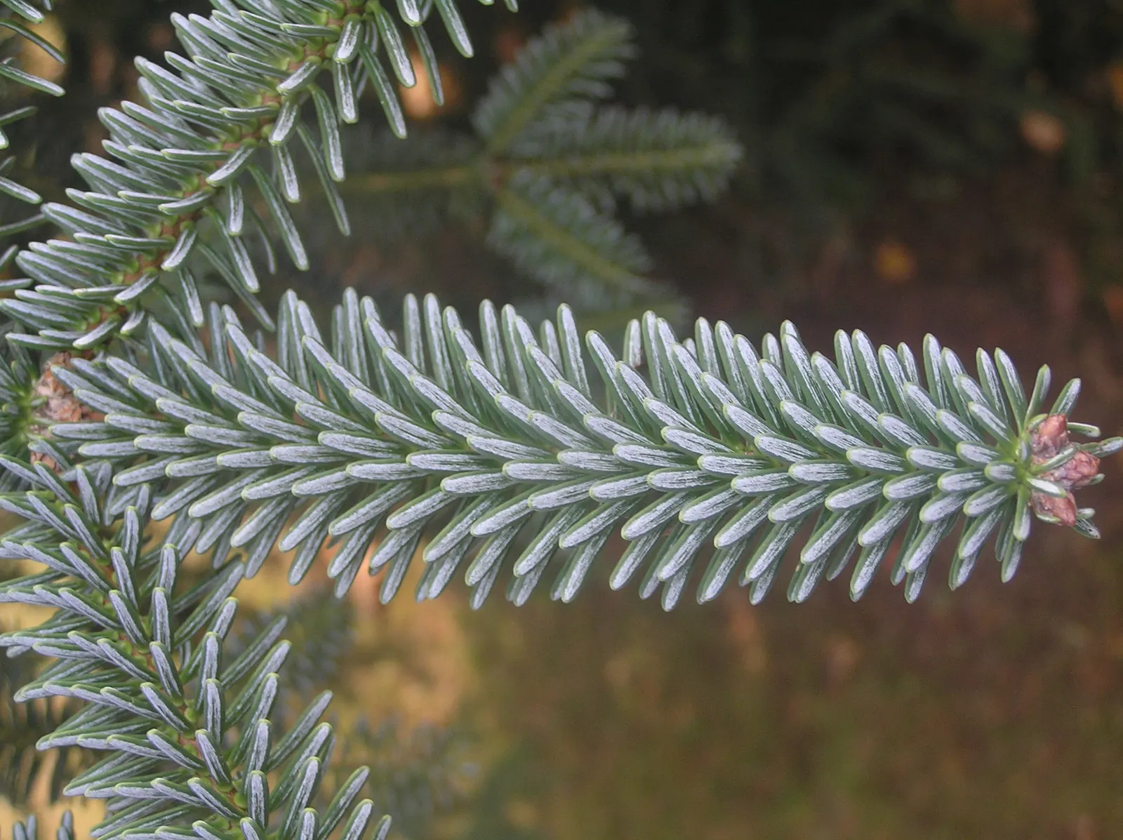 Spanish Fir (Abies Pinsapo) — is a majestic conifer that is renowned for its distinctive and ornamental appearance; originating from the mountains, image 45