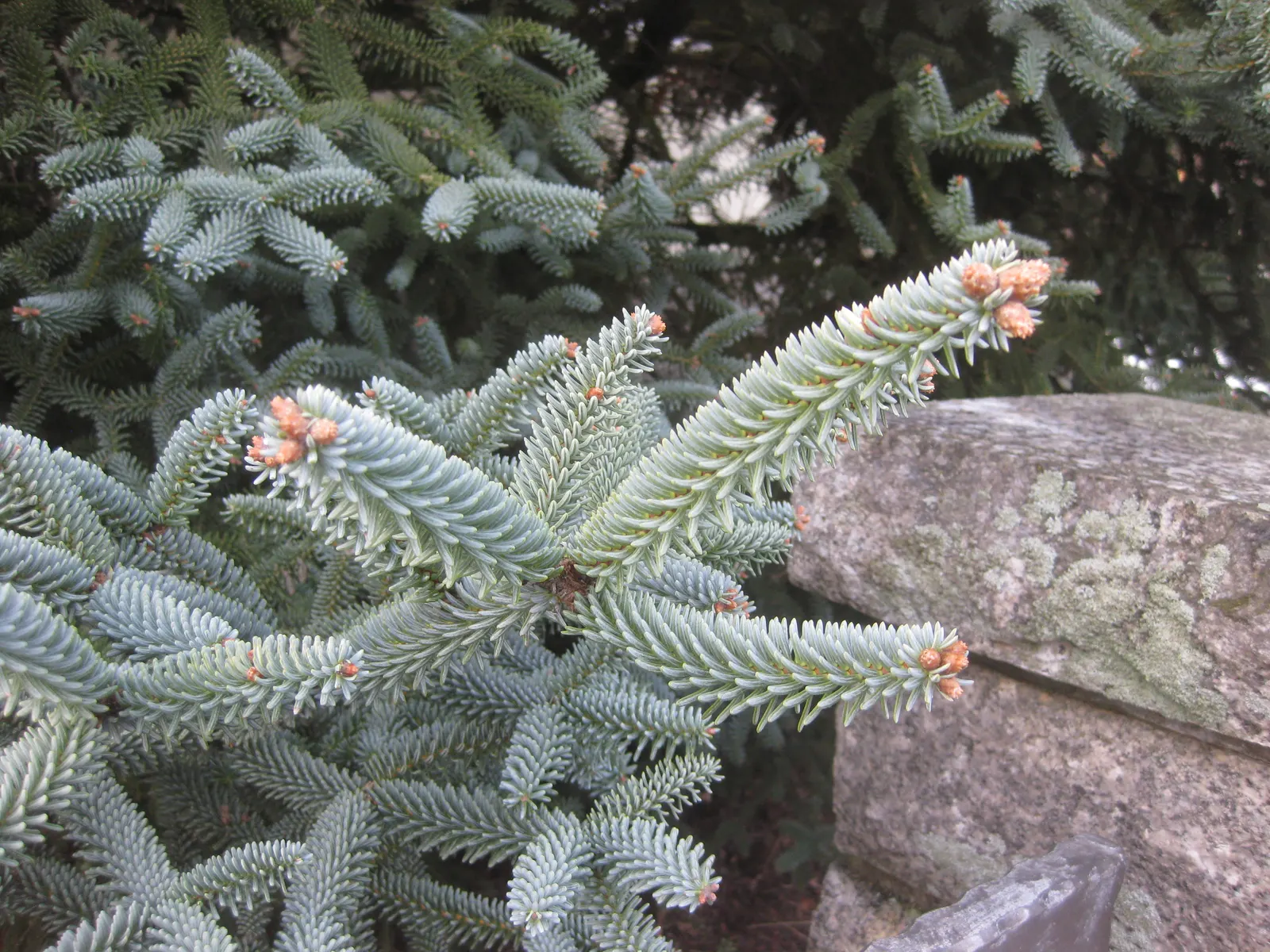 Spanish Fir (Abies Pinsapo) — Its dense growth habit and ornamental appeal make it an excellent choice for focal points in landscape designs, image 43
