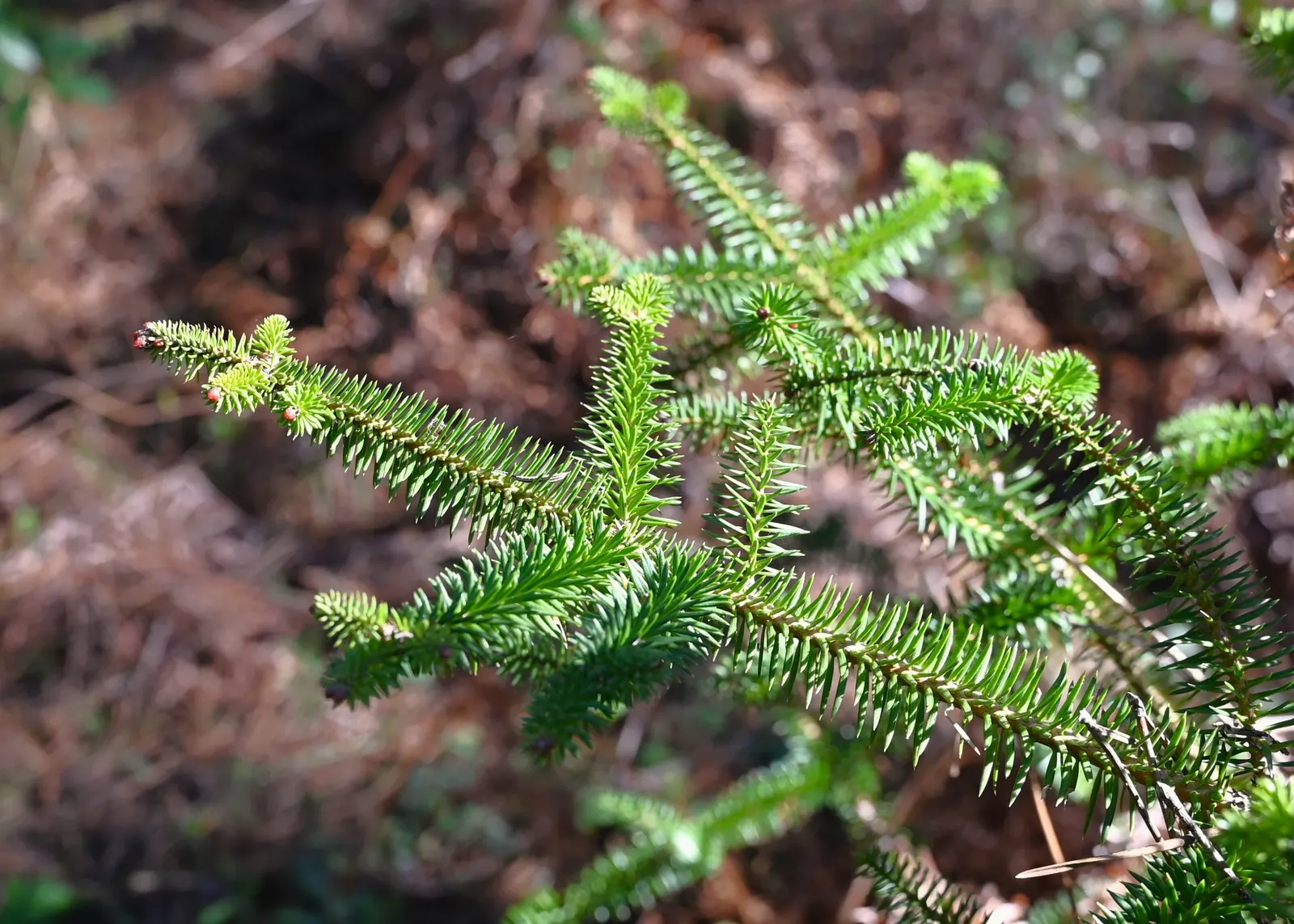 Spanish Fir (Abies Pinsapo) — the Spanish Fir demands attention with its dense