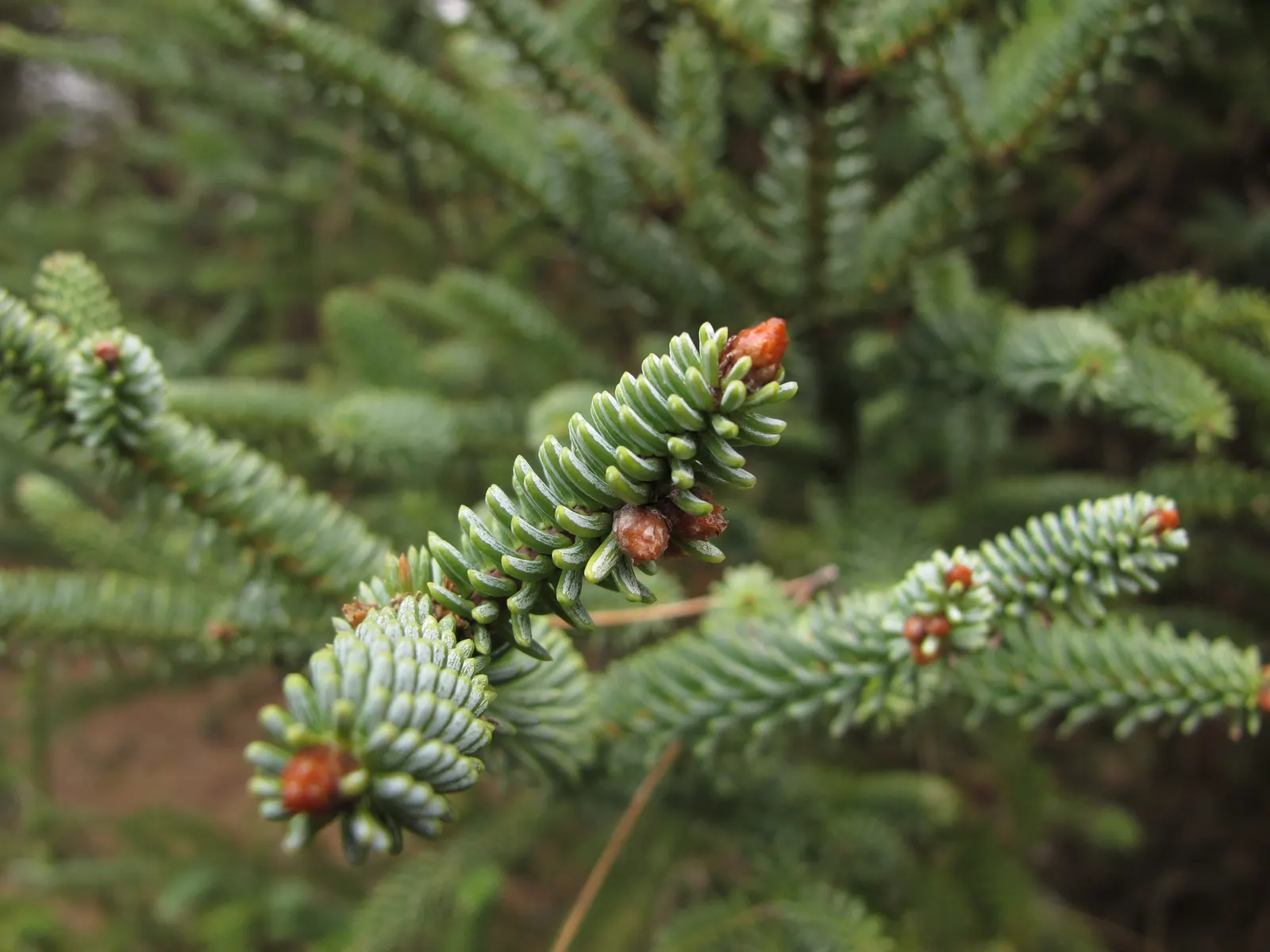 Spanish Fir (Abies Pinsapo) — richly-colored needles that persist throughout the year