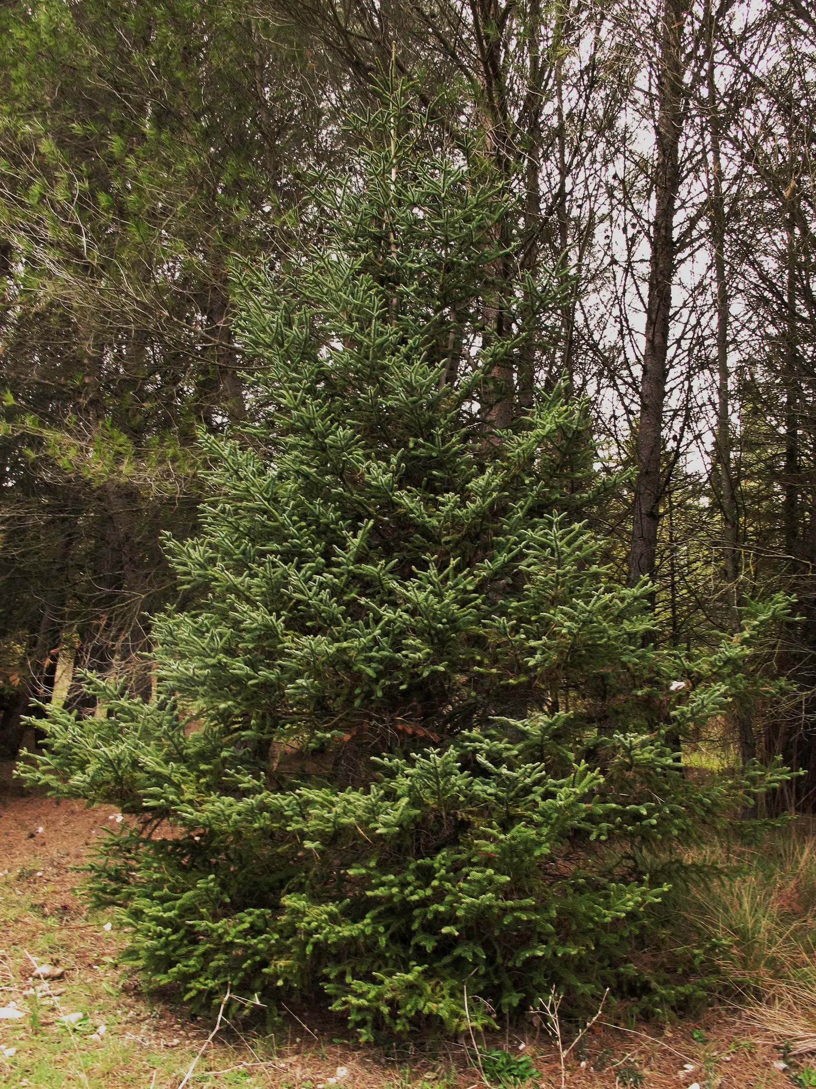 Spanish Fir (Abies Pinsapo) — this evergreen exhibits a remarkable pyramidal to conical growth habit