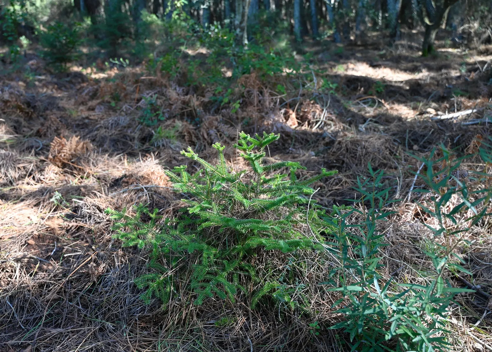 Spanish Fir (Abies Pinsapo) — It thrives in USDA Zones 7-9, preferring full sun to partial shade and well-drained soil