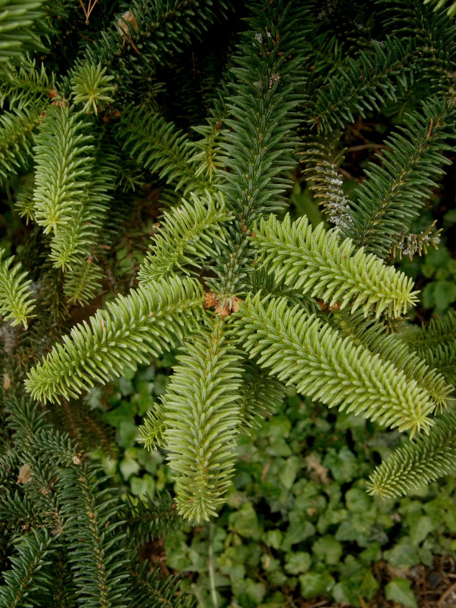 Spanish Fir (Abies Pinsapo) — is a striking conifer valued for its unique