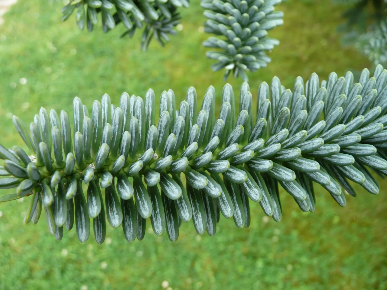 Spanish Fir (Abies Pinsapo) — it is important to ensure the tree has sufficient moisture