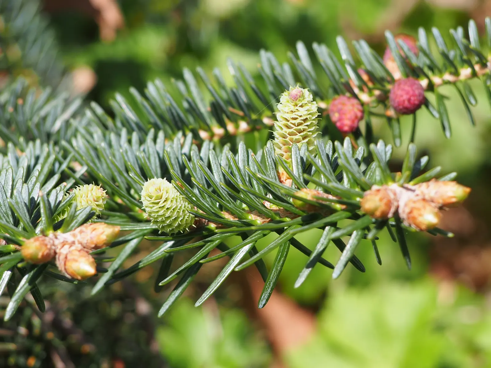 Spanish Fir (Abies Pinsapo) — Originating from the mountains of Southern Spain; while it tolerates full sun