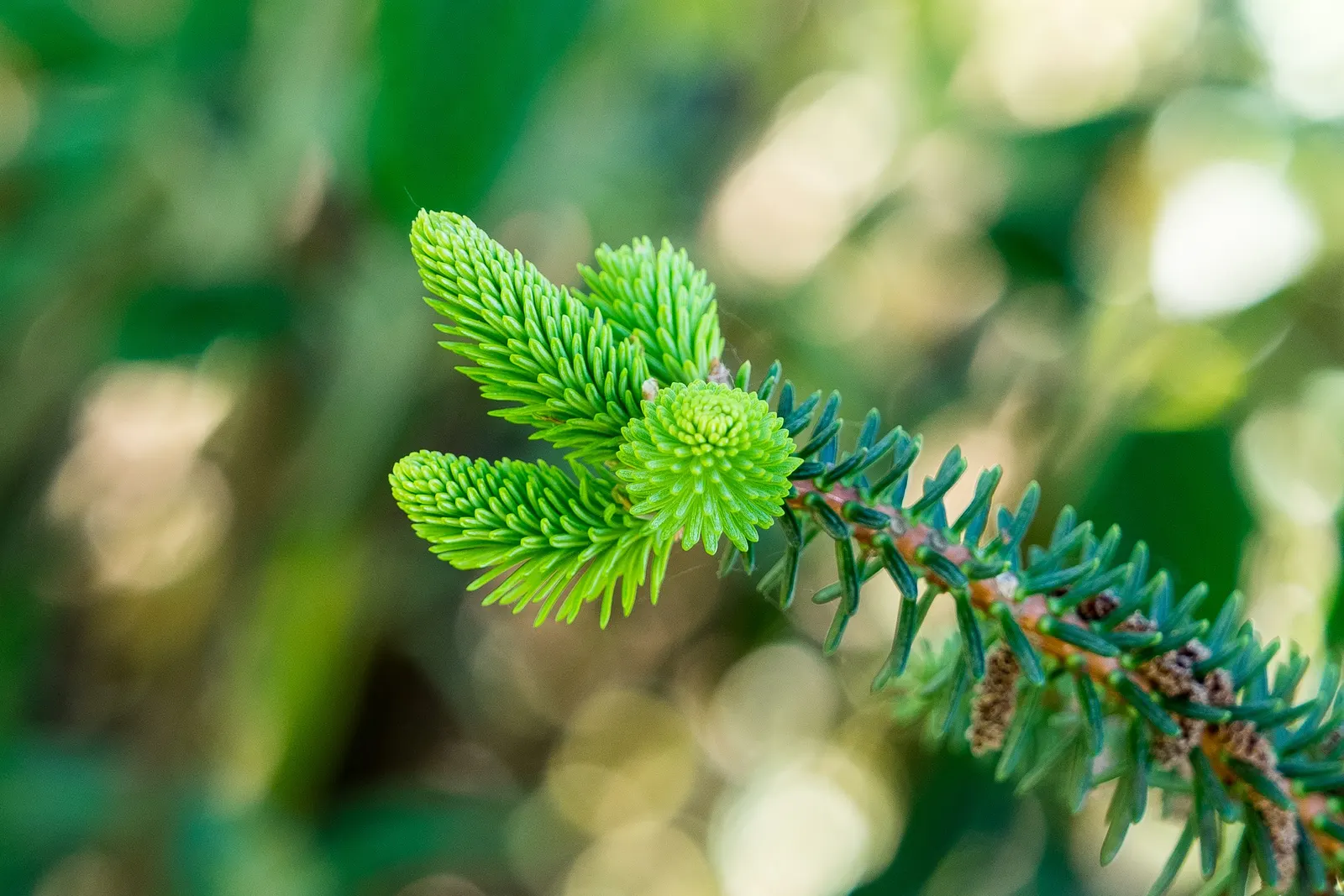 Spanish Fir (Abies Pinsapo) — Originating from the mountains of Southern Spain; while it tolerates full sun, image 46