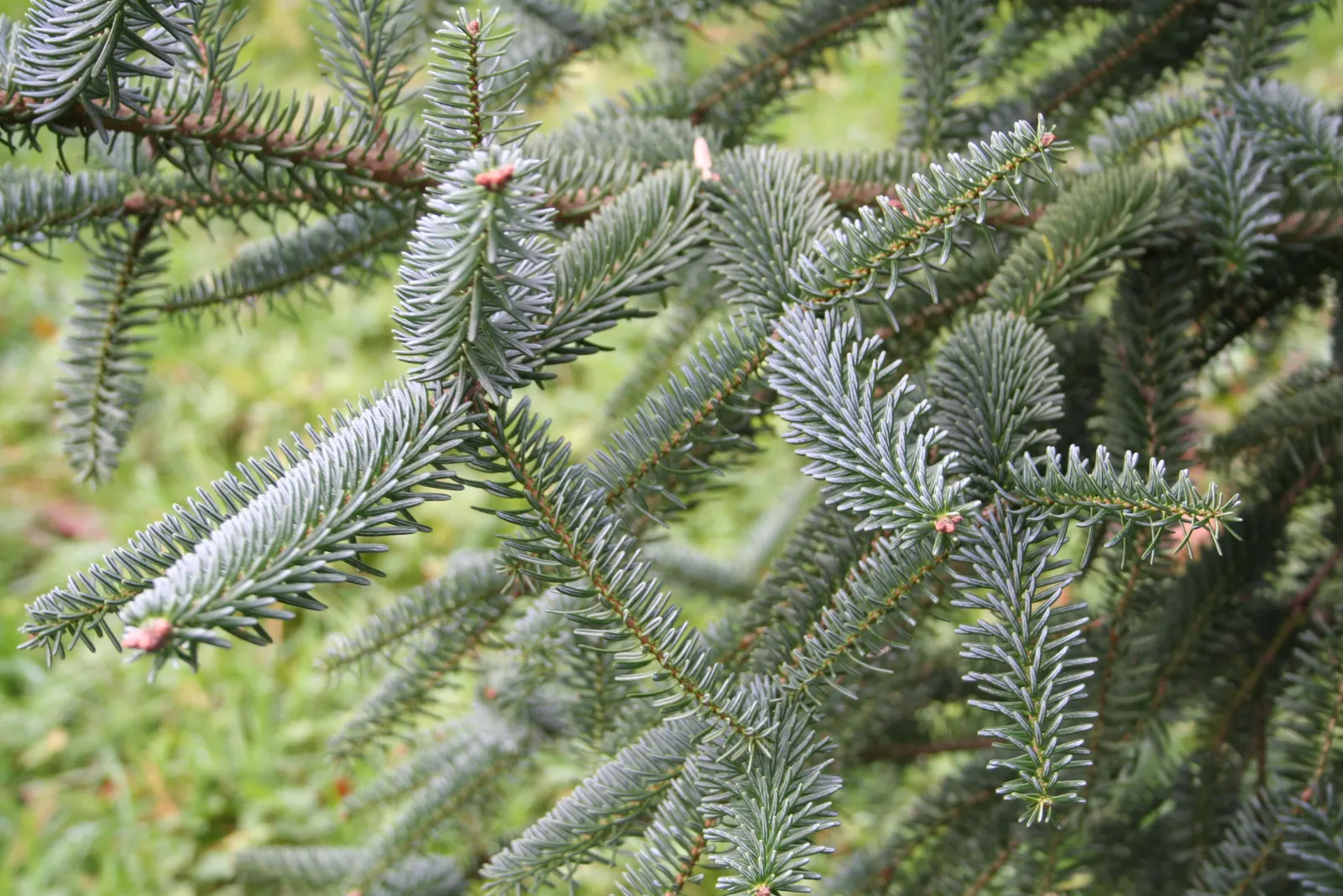Spanish Fir (Abies Pinsapo) — It thrives in USDA Zones 7-9, preferring full sun to partial shade and well-drained soil; scientifically known as, image 42