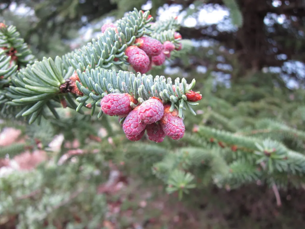 Spanish Fir (Abies Pinsapo) — measuring about 0.5 to 1 inch long