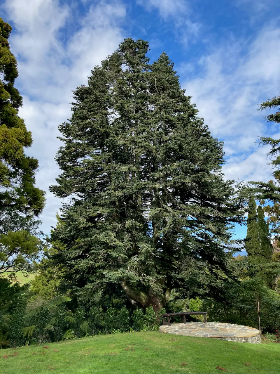 Spanish Fir (Abies Pinsapo) — Originating from the mountains of Southern Spain