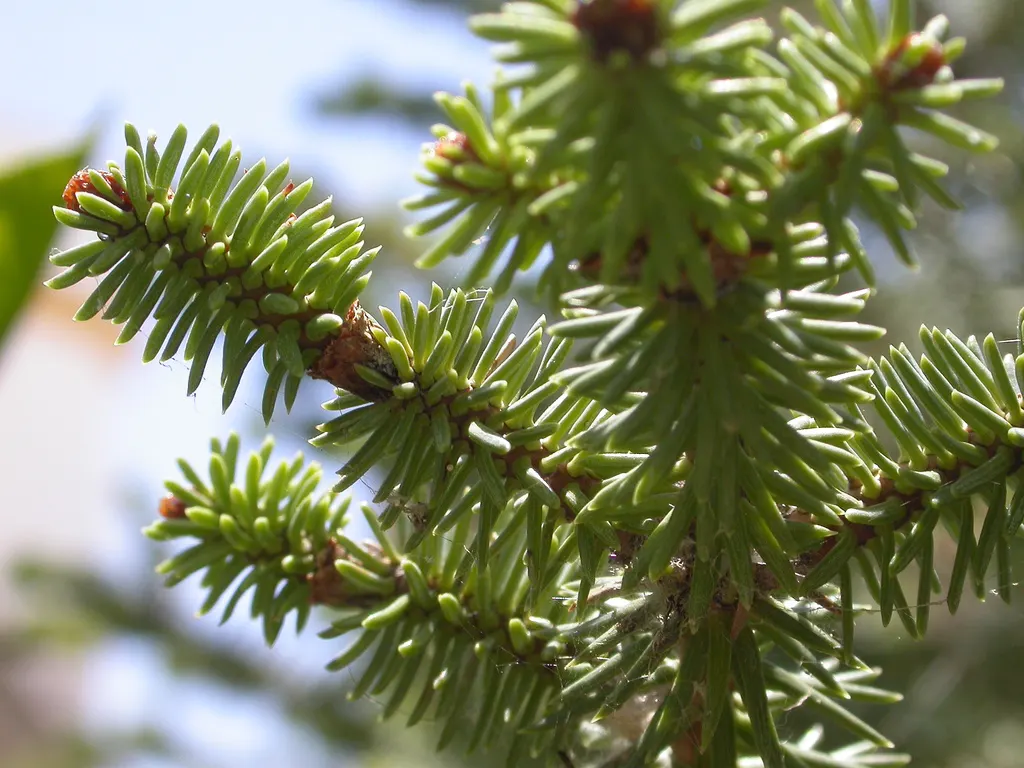 Spanish Fir (Abies Pinsapo) — is a majestic conifer that is renowned for its distinctive and ornamental appearance