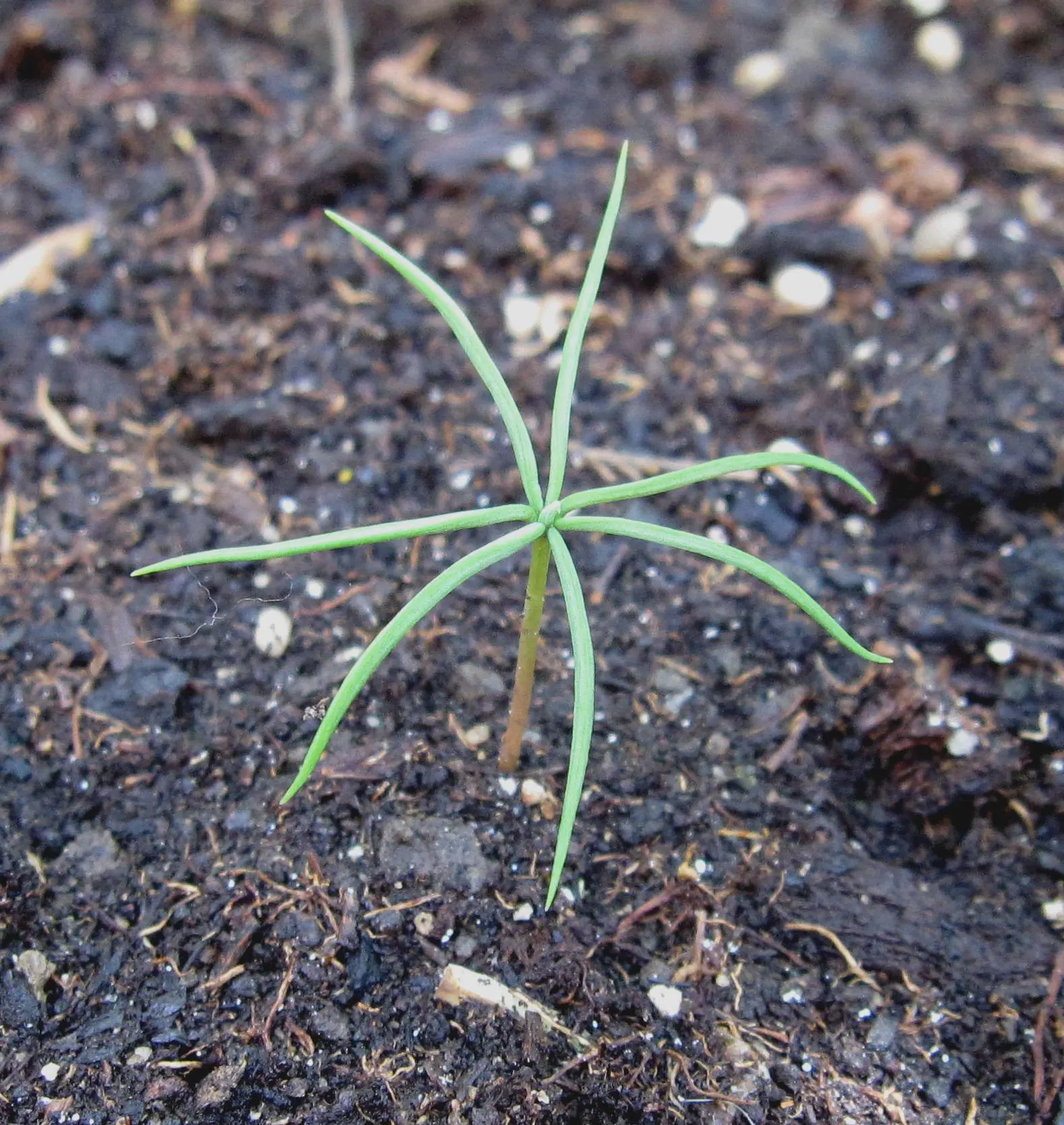 Spanish Fir (Abies Pinsapo) — measuring about 0.5 to 1 inch long; its dense growth habit and ornamental appeal make it an excellent choice for, image 50