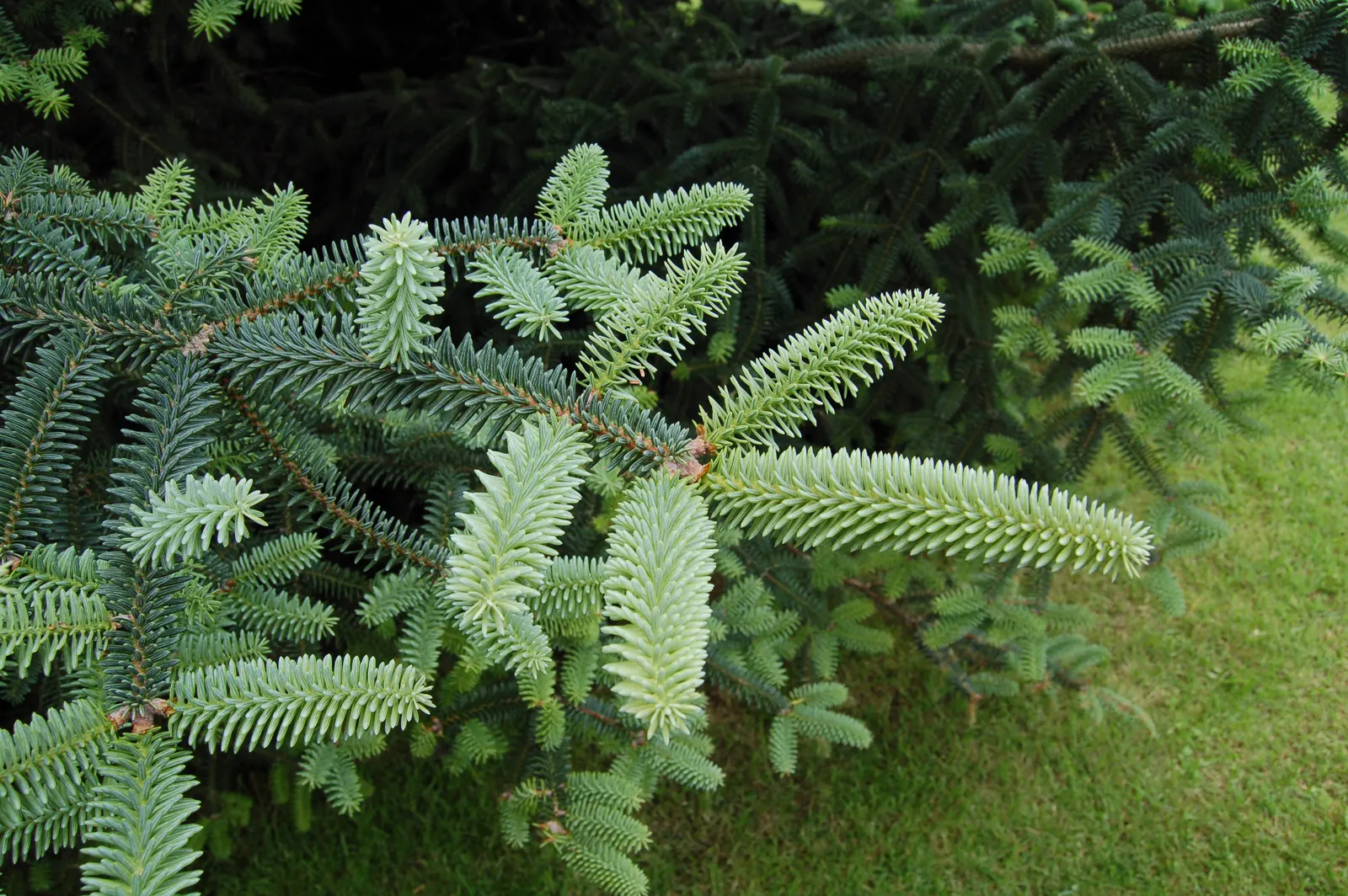 Spanish Fir (Abies Pinsapo) — Its dense growth habit and ornamental appeal make it an excellent choice for focal points in landscape designs