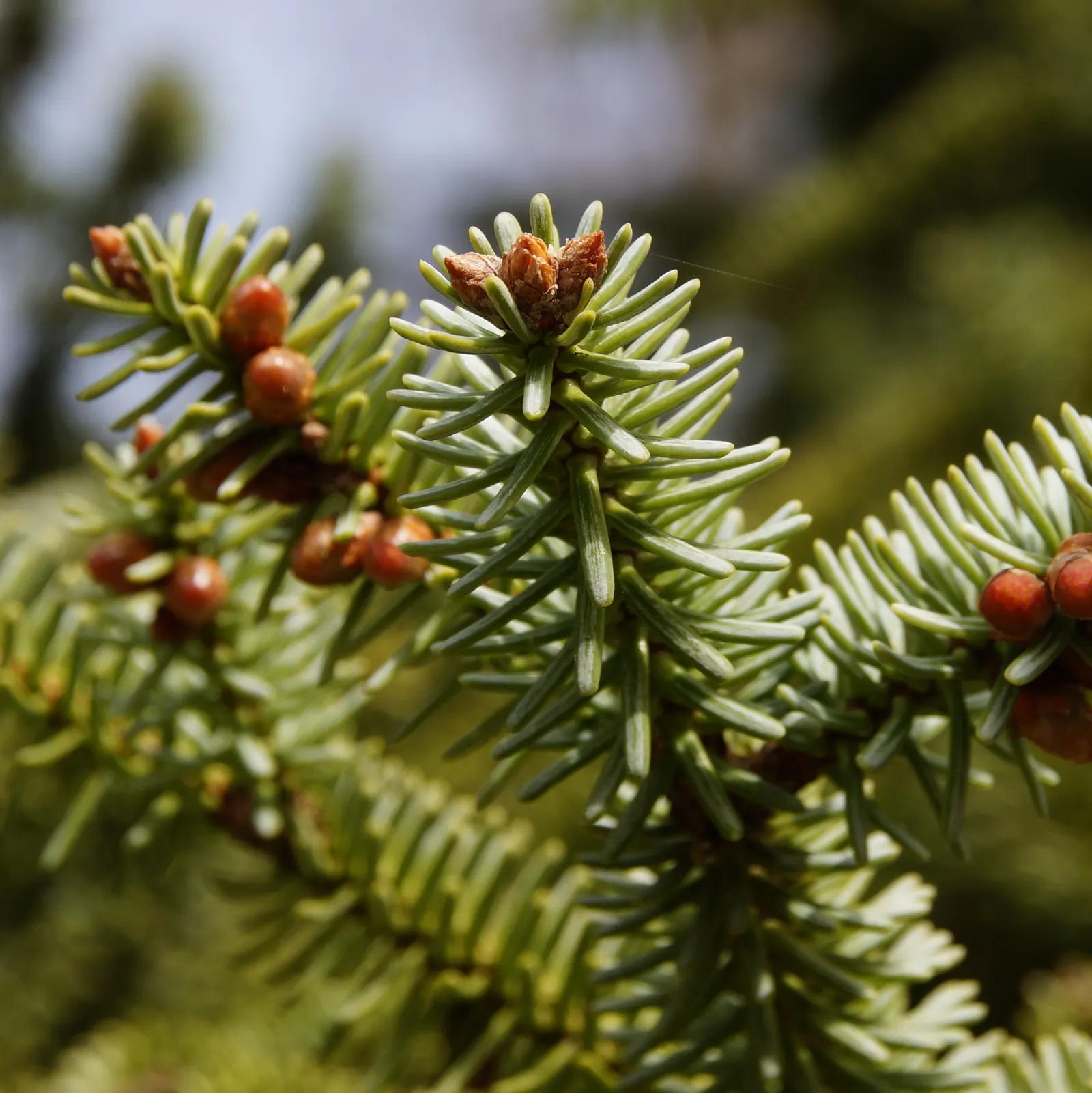 Spanish Fir (Abies Pinsapo) — While it tolerates full sun; is a majestic conifer that is renowned for its distinctive and ornamental appearance
