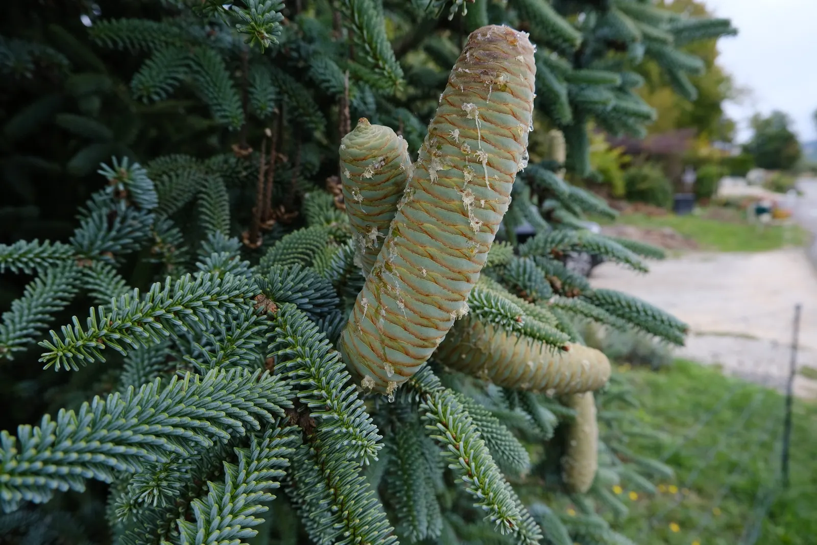 Spanish Fir (Abies Pinsapo) — Its dense growth habit and ornamental appeal make it an excellent choice for focal points in landscape designs; radially arranged