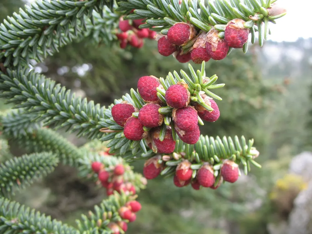 Spanish Fir (Abies Pinsapo) — measuring about 0.5 to 1 inch long; its dense growth habit and ornamental appeal make it an excellent choice for focal points in