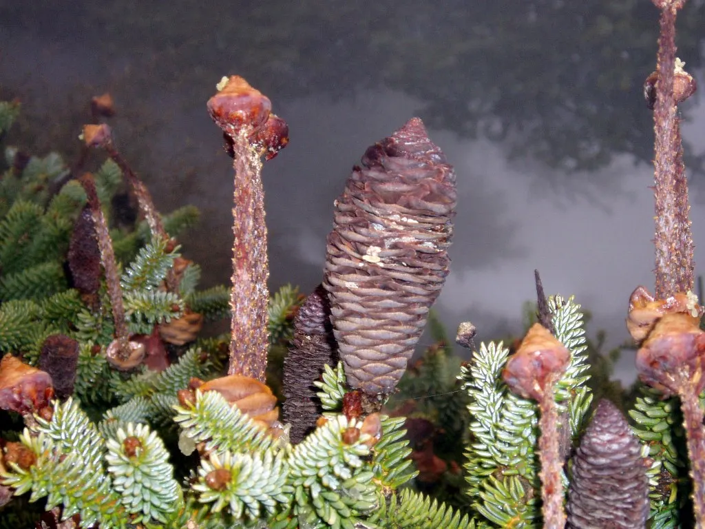 Spanish Fir (Abies Pinsapo) — the Spanish Fir demands attention with its dense, image 48