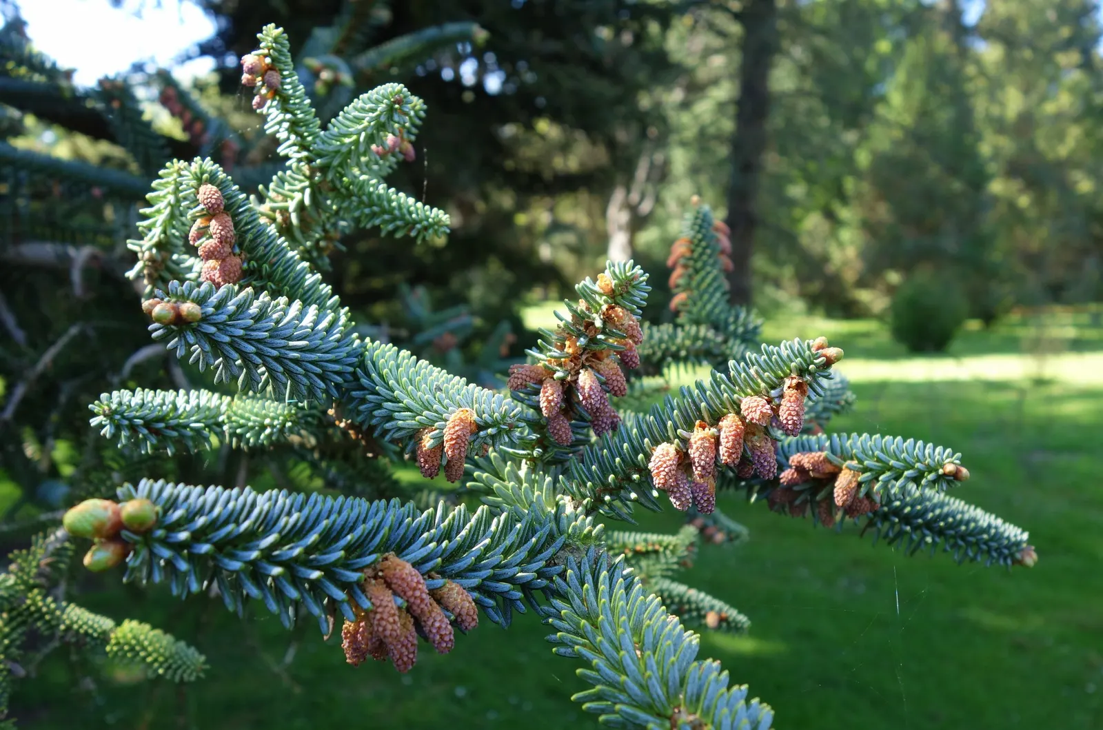 Spanish Fir (Abies Pinsapo) — conifer / tree for full or half; it is important to ensure the tree has sufficient moisture