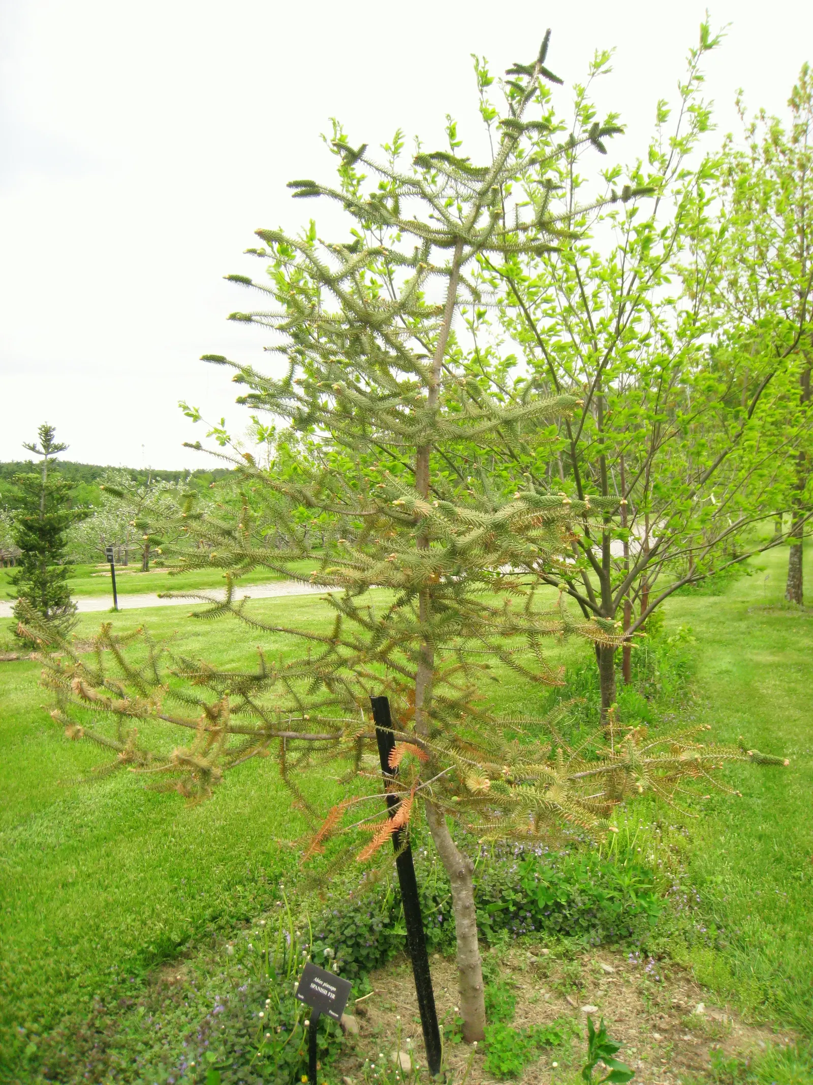 Spanish Fir (Abies Pinsapo) — richly-colored needles that persist throughout the year; especially in dry conditions, image 49
