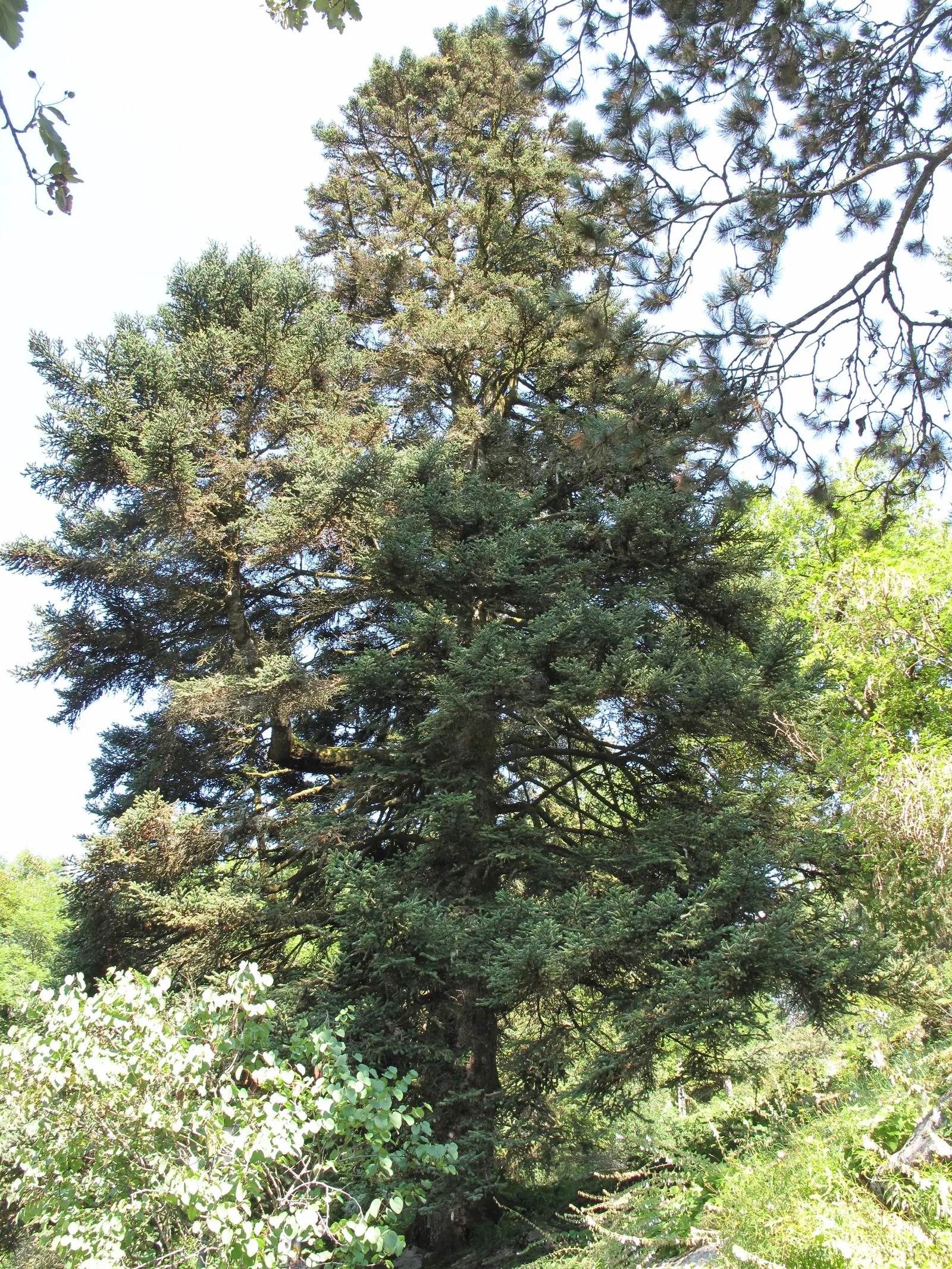 Spanish Fir (Abies Pinsapo) — conifer / tree for full or half
