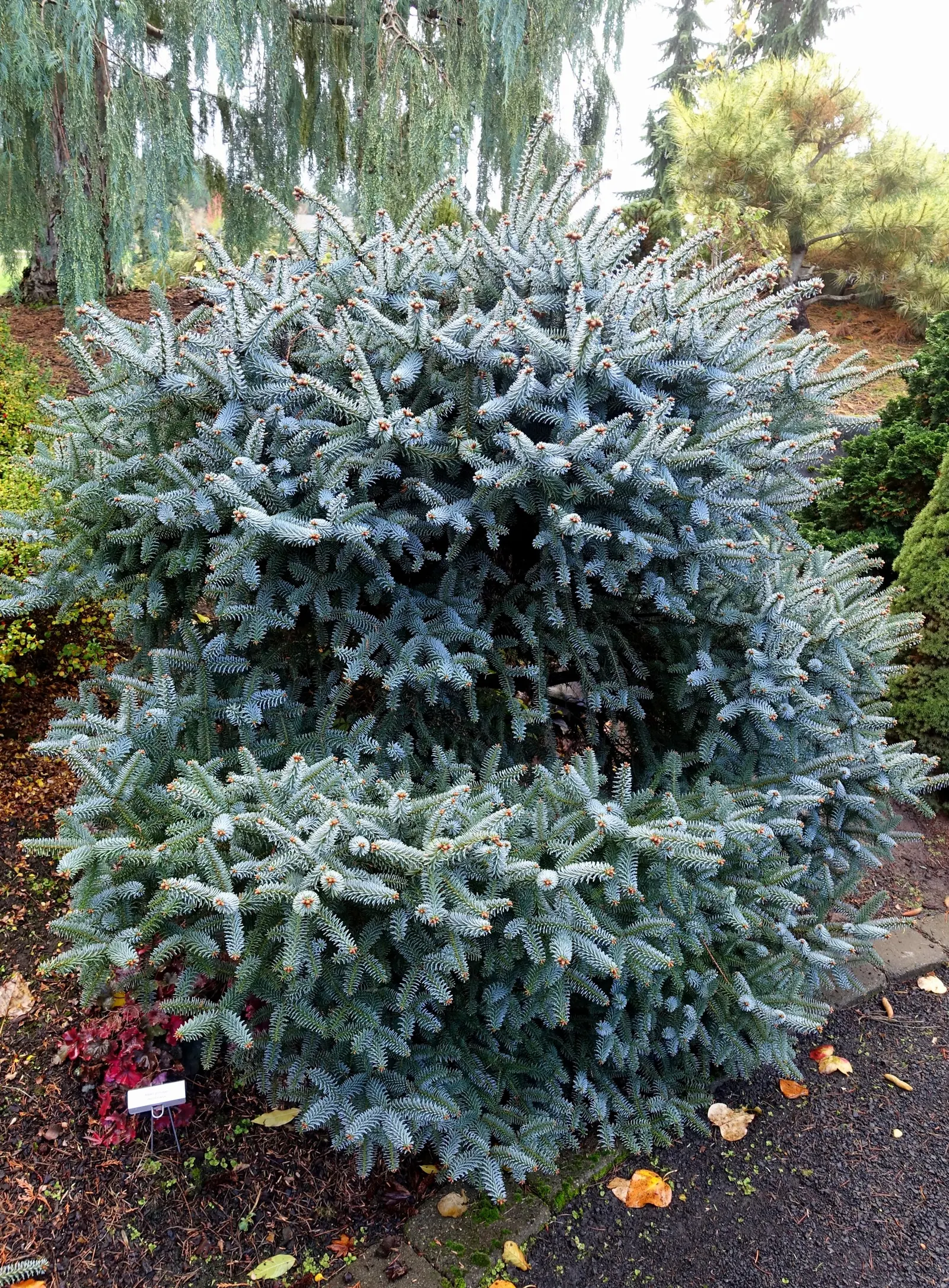 Spanish Fir (Abies Pinsapo) — Mature specimens can reach up to 60-70 feet in height and spread approximately 20-30 feet; additionally, it, image 41