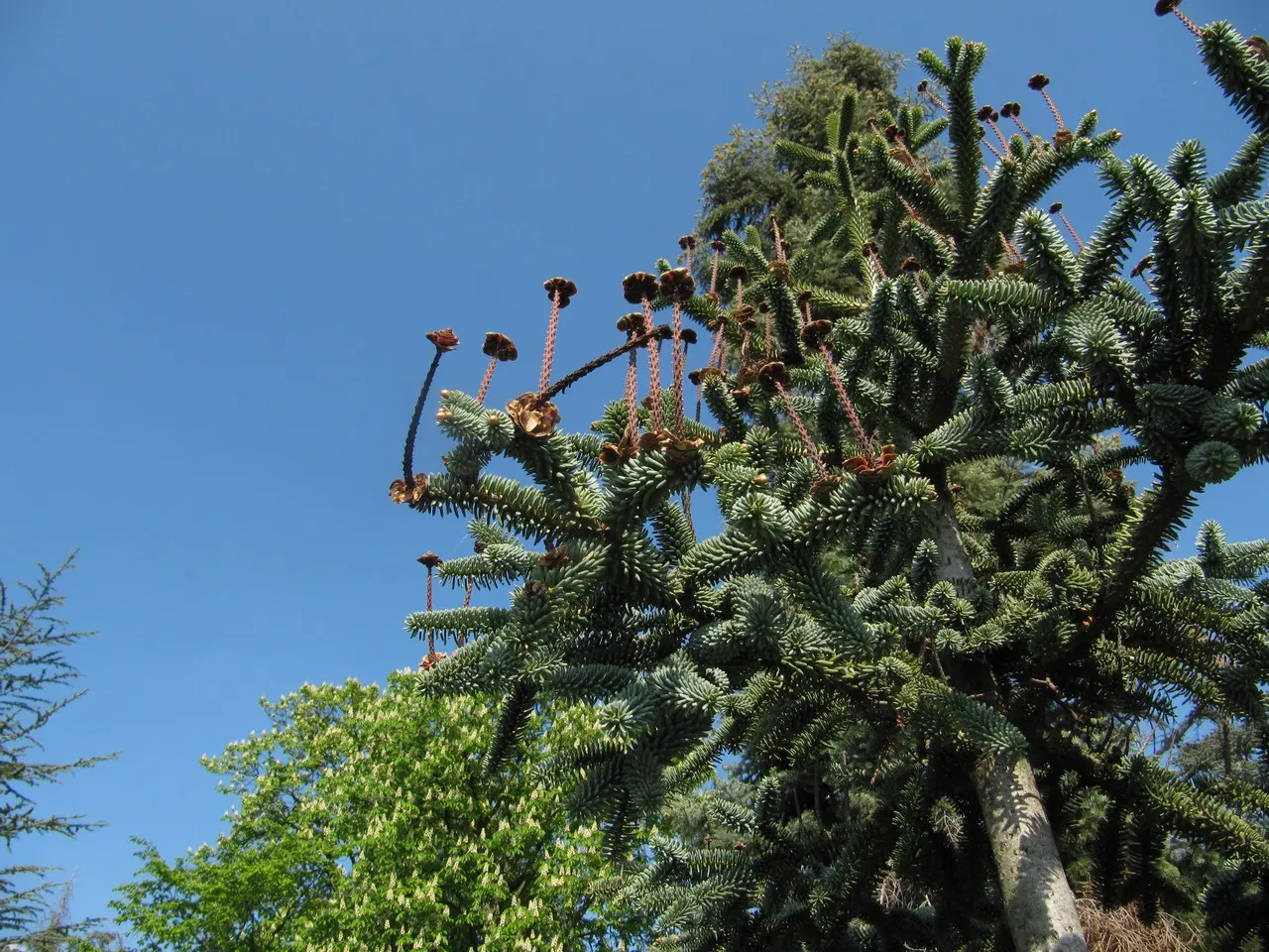 Spanish Fir (Abies Pinsapo) — Abies pinsapo requires well-drained soils and is relatively low-maintenance once established