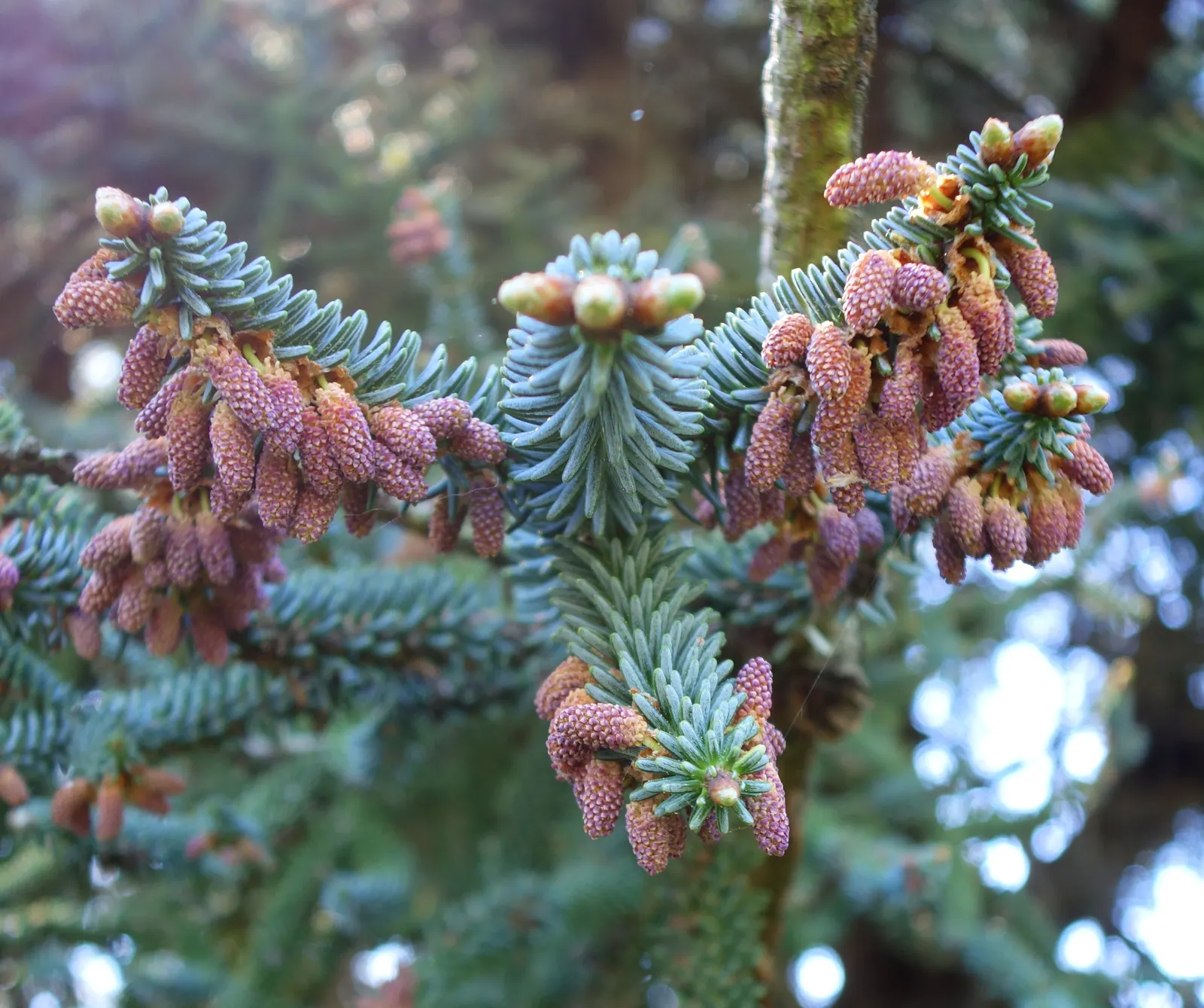 Spanish Fir (Abies Pinsapo) — especially in dry conditions; symmetrical shape and stiff