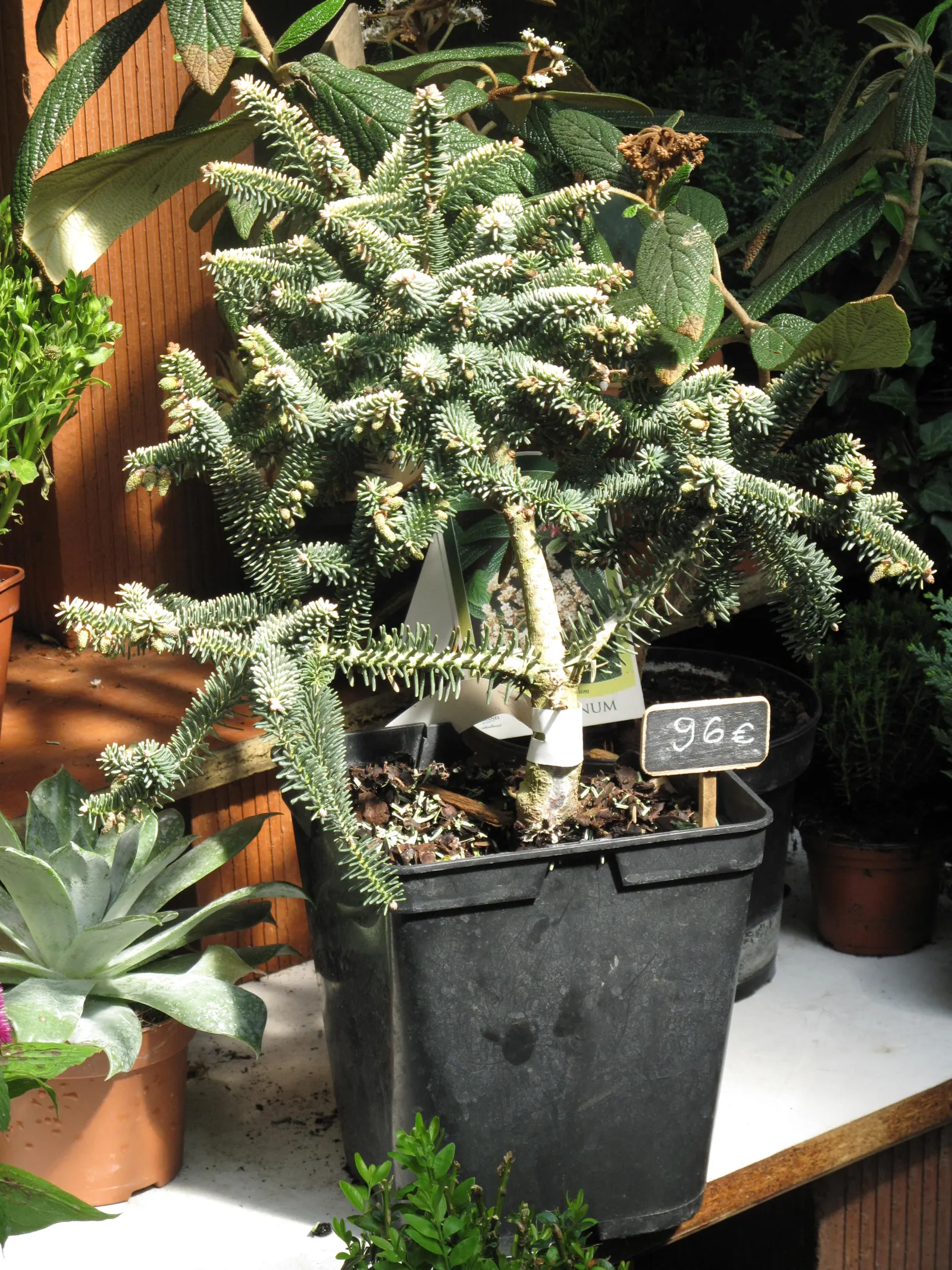 Spanish Fir (Abies Pinsapo) — scientifically known as Abies pinsapo; is a striking conifer valued for its unique
