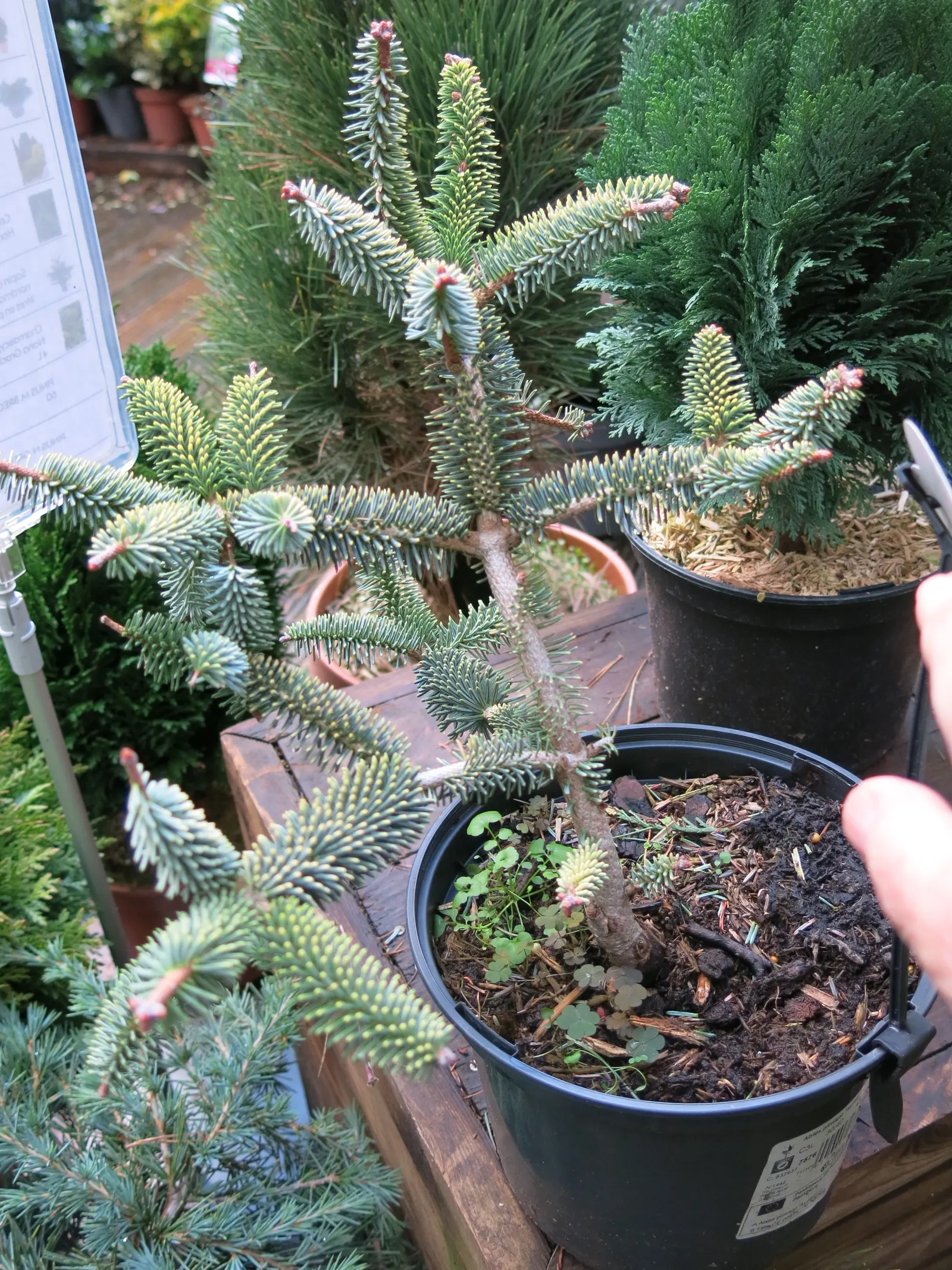Spanish Fir (Abies Pinsapo) — richly-colored needles that persist throughout the year; especially in dry conditions