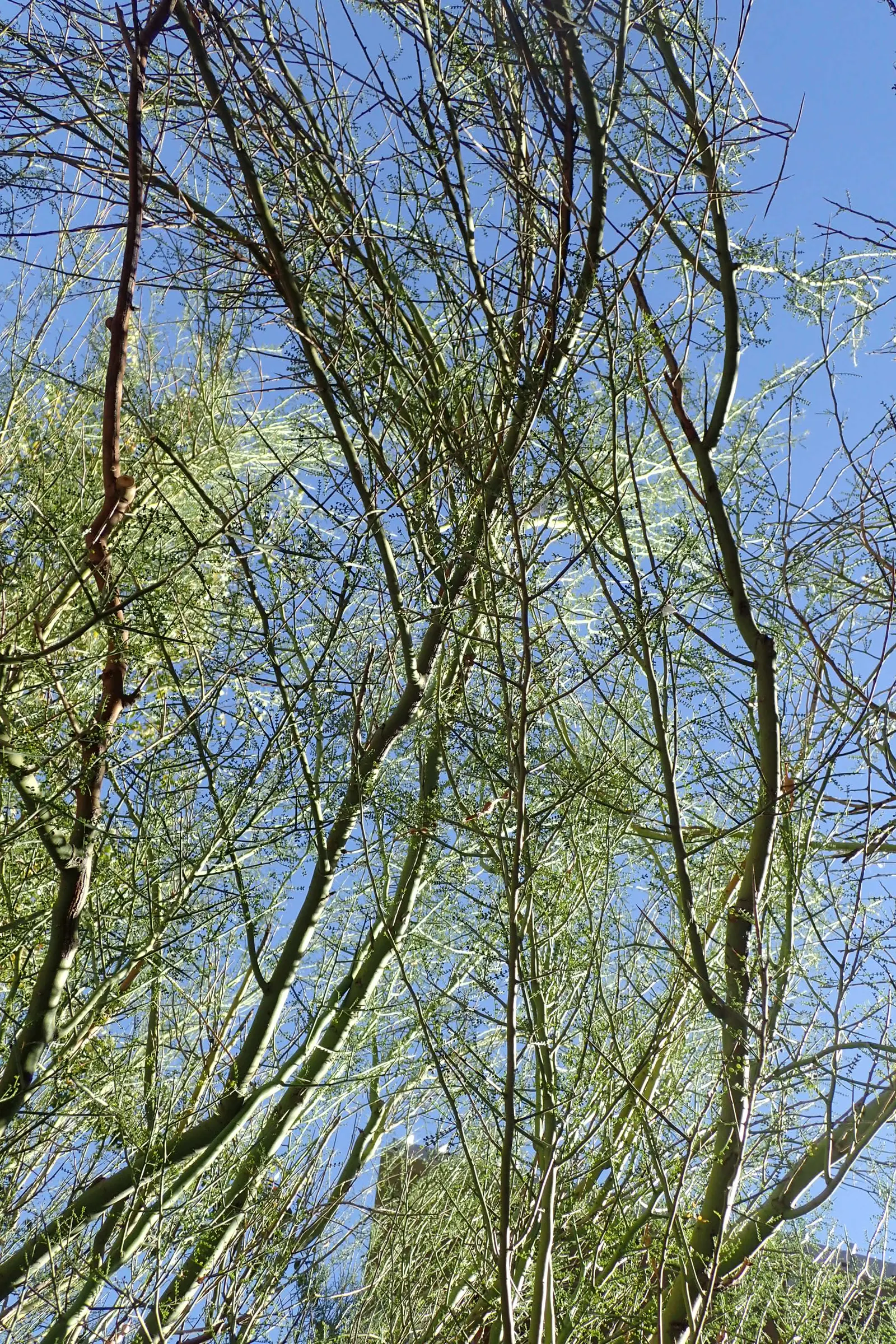 Foothills Palo Verde (Parkinsonia Microphylla) — drought-tolerant option for sustainable landscaping