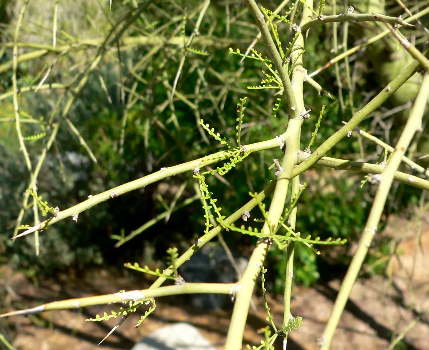 Foothills Palo Verde (Parkinsonia Microphylla) — it requires minimal watering once established; shrub / tree for full